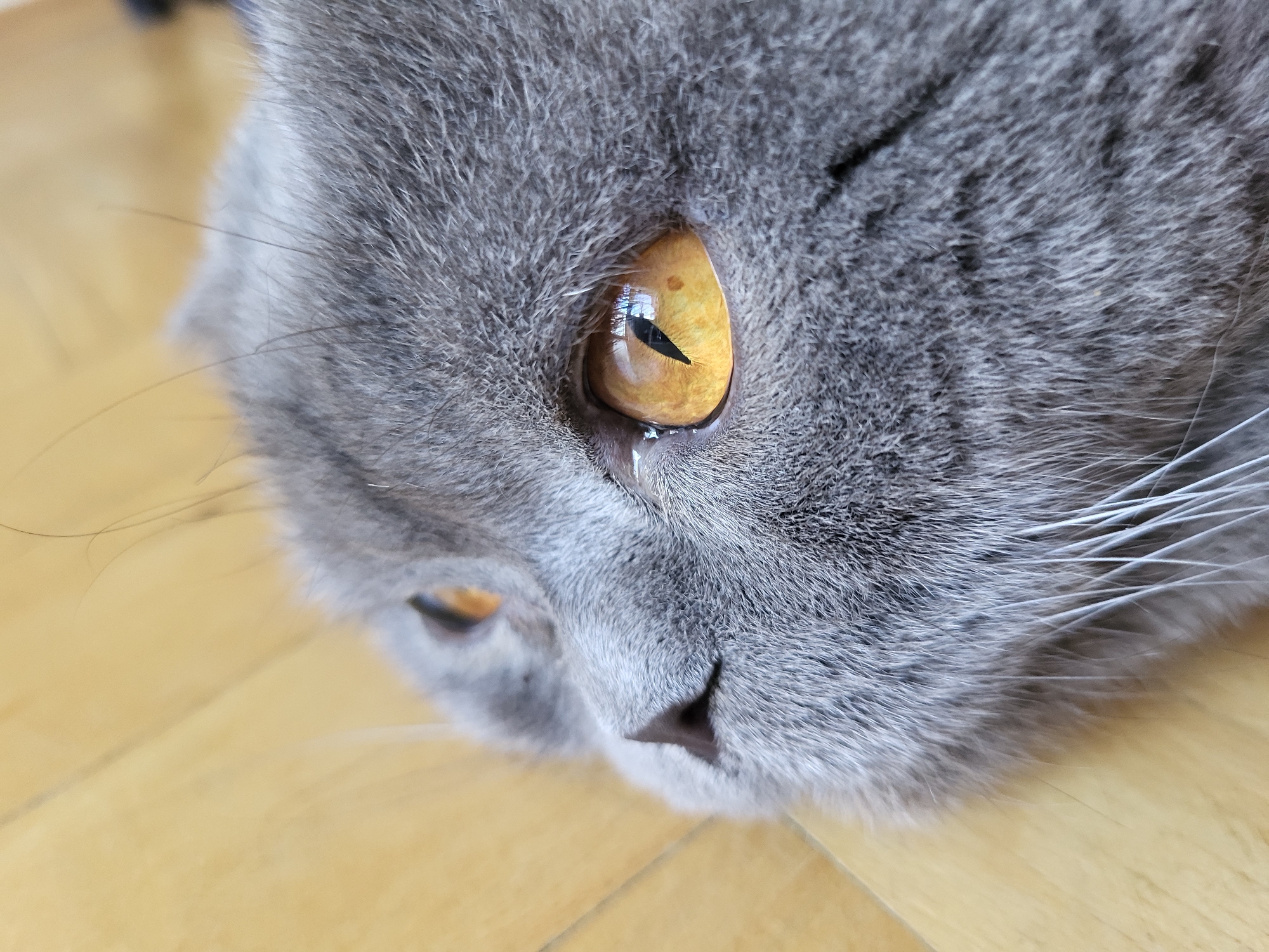 Gray Scottish Fold cat lounging, playing, and getting groomed at home