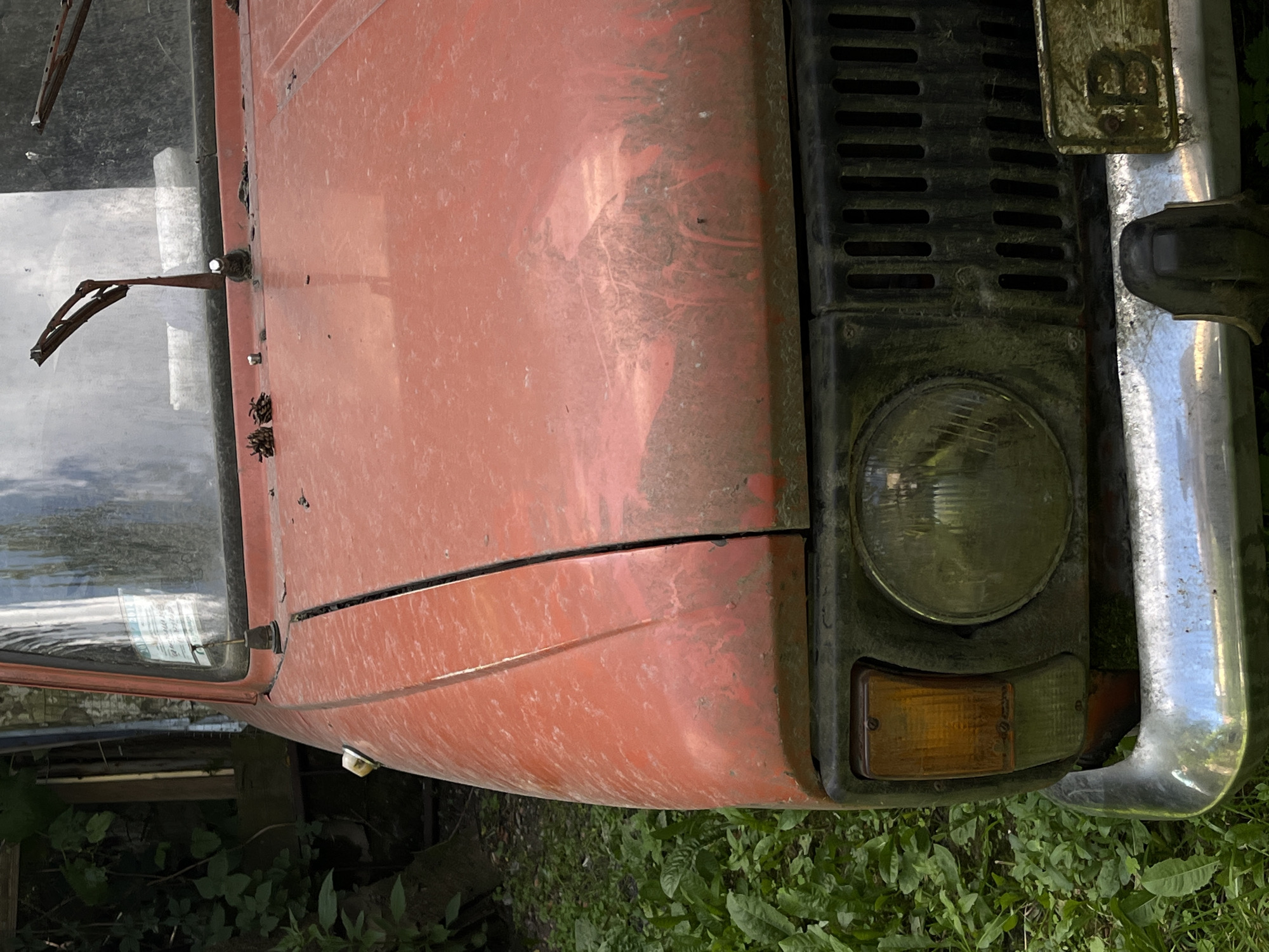 Garden flowers, wild berries, and parked cars in Lviv