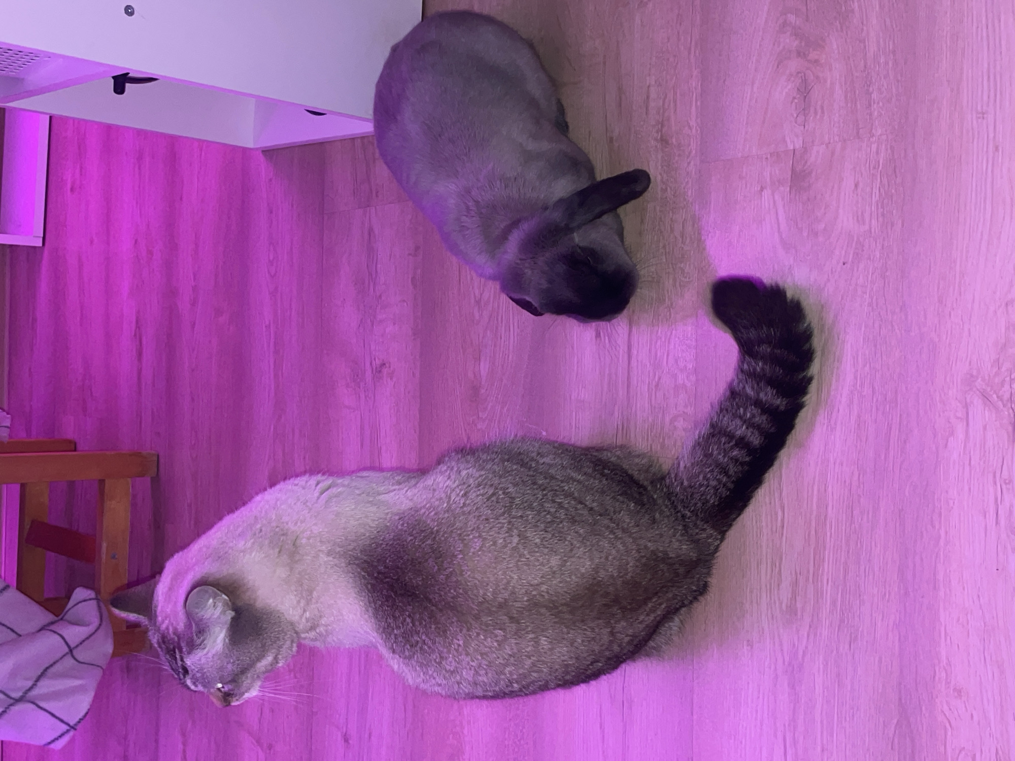Quiet Evening with Pets Documented in Russian Home