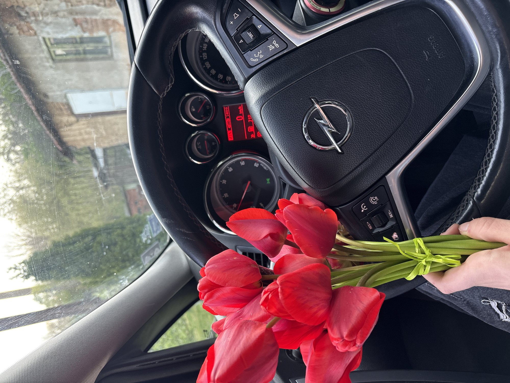 Red tulips photographed on car steering wheel in Ruse