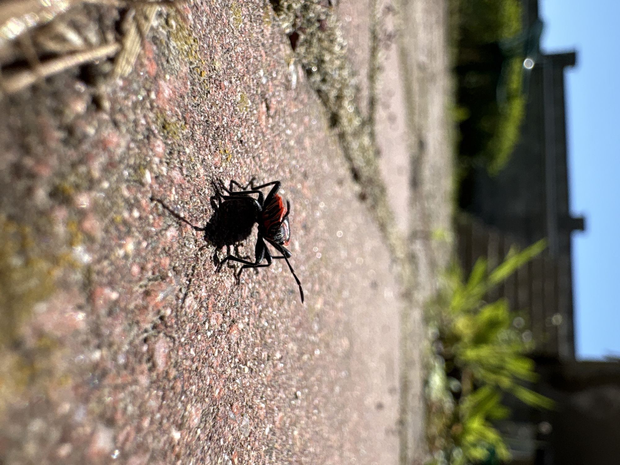 Red-shouldered bug spotted crawling on brick surface