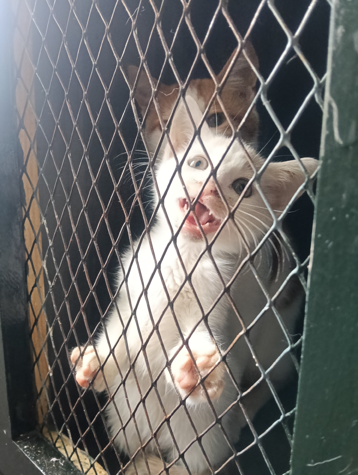 Kittens observed vocalizing in wire enclosure in Nairobi