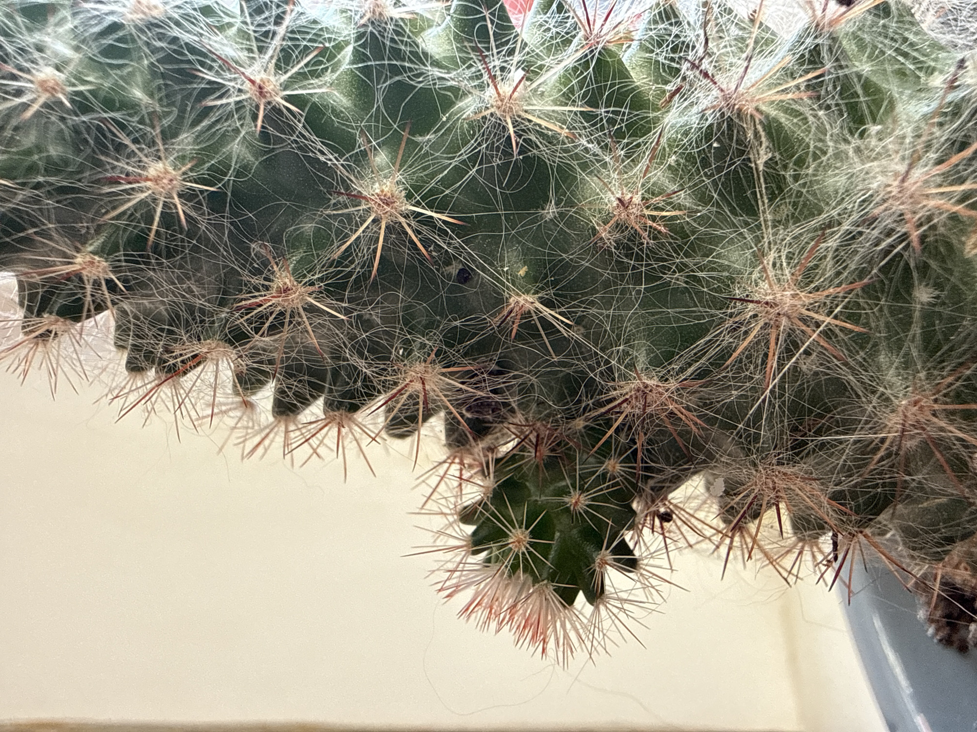 Fuzzy cactus on a checkered cloth, shot overhead in Raivka