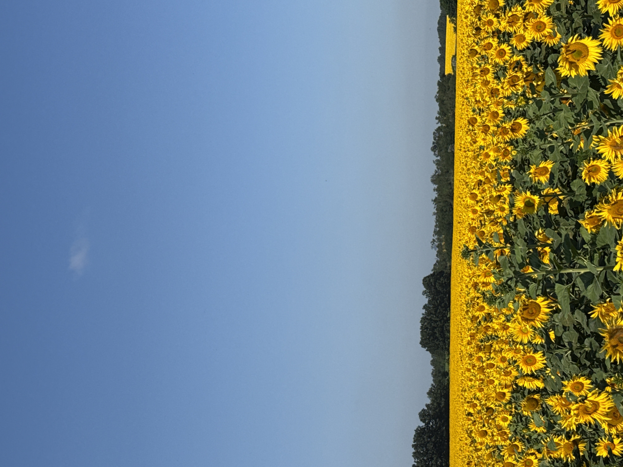 Dense sunflower field spreads wide under a clear pale sky
