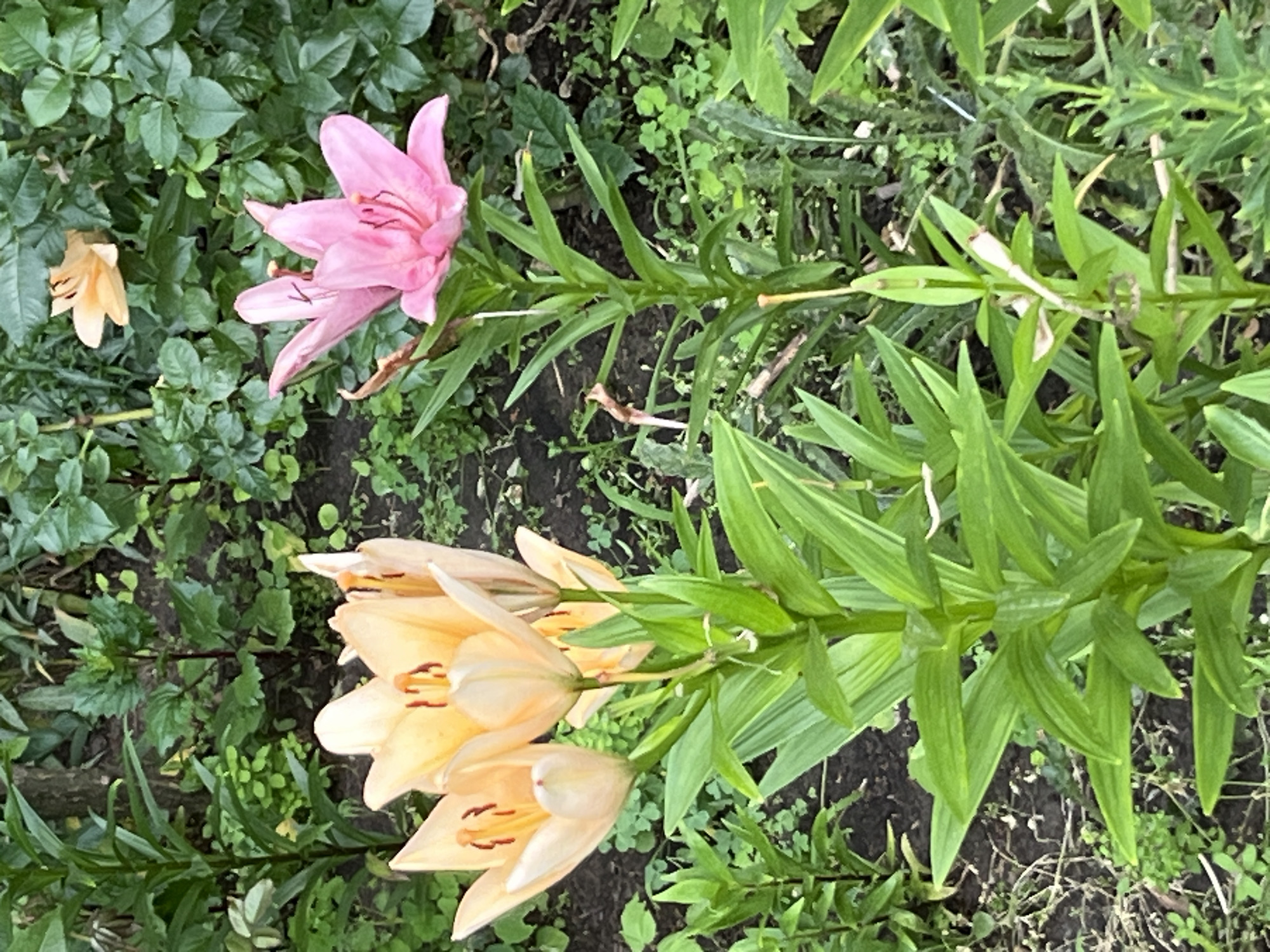 Dnipro garden in bloom, flowers and pollinators up close