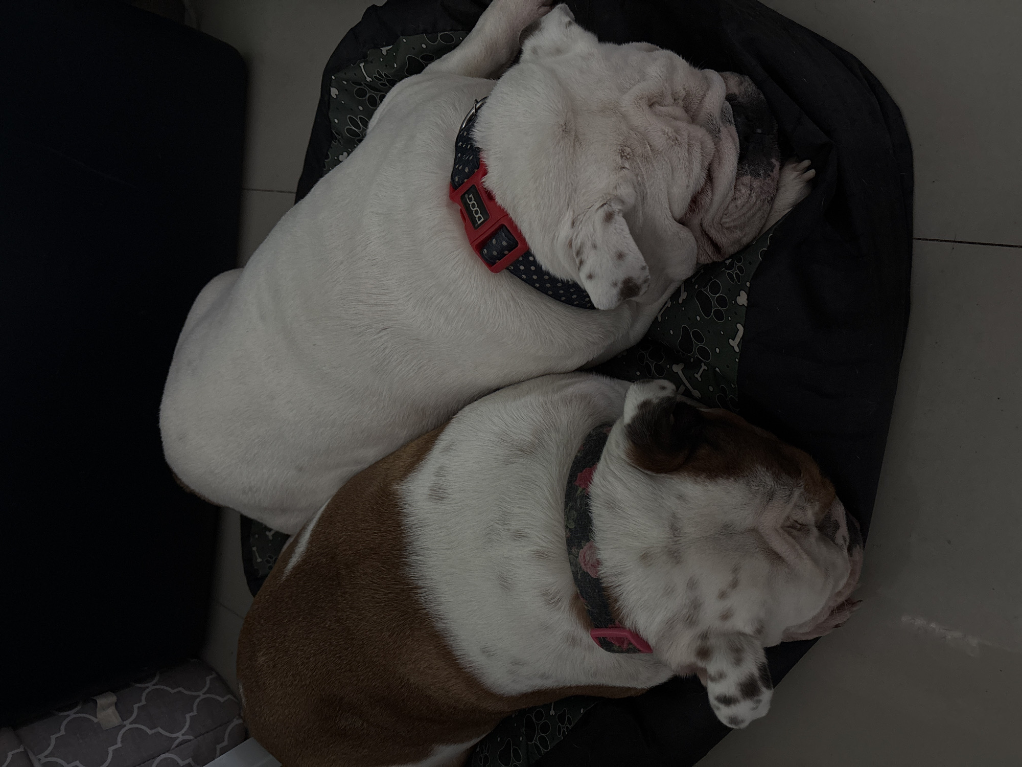 Two bulldogs sleep peacefully indoors in Mexico City