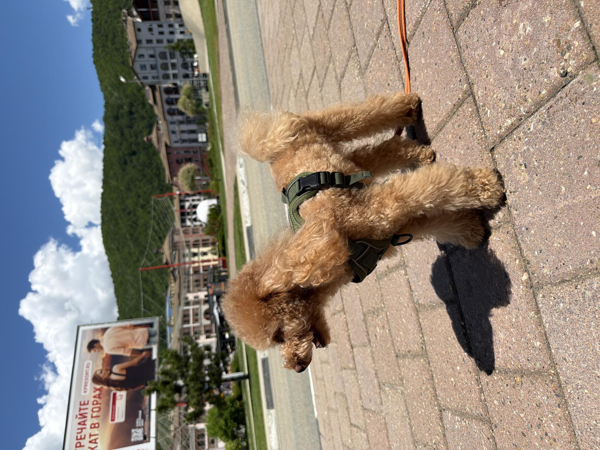Morning walk with a poodle through Estosadok's mountain village promenade