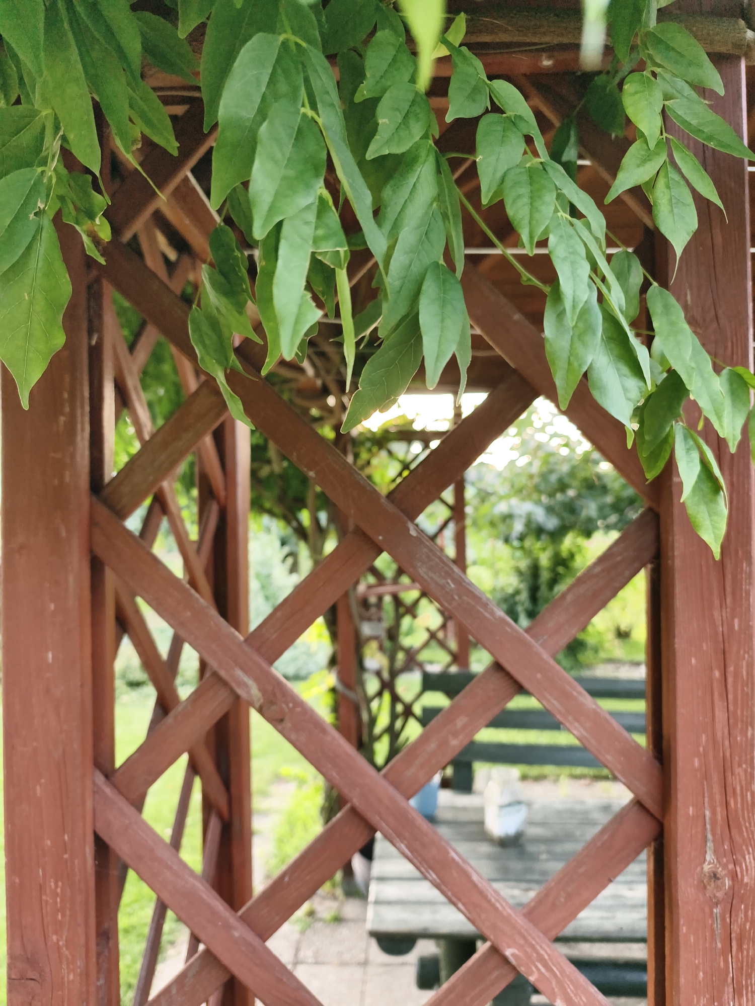 Late summer garden details in a Tczew backyard