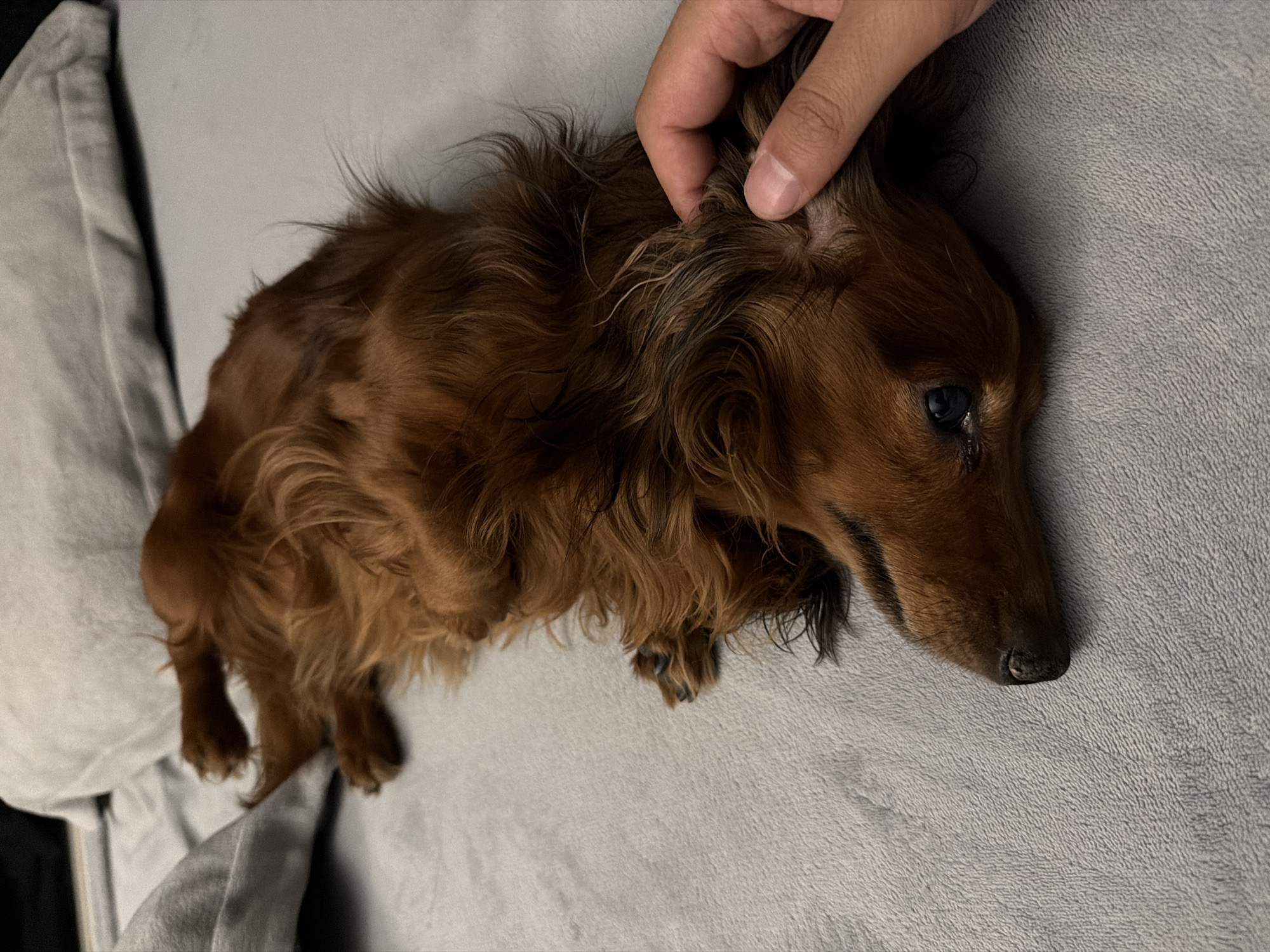 Dogs receive gentle attention from owners in Krasnoyarsk