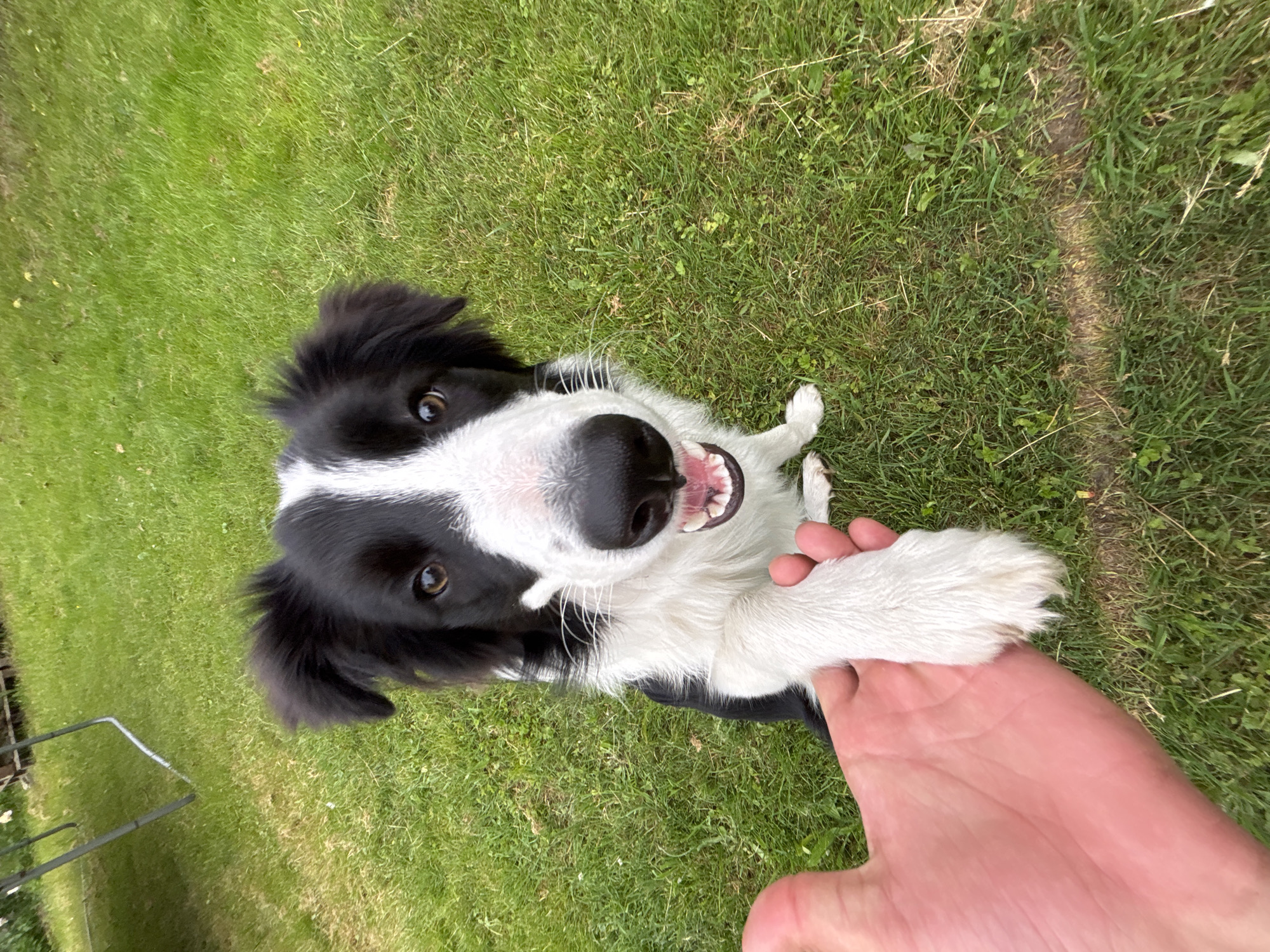 Border Collie plays tug-of-war and relaxes in Latvian backyard