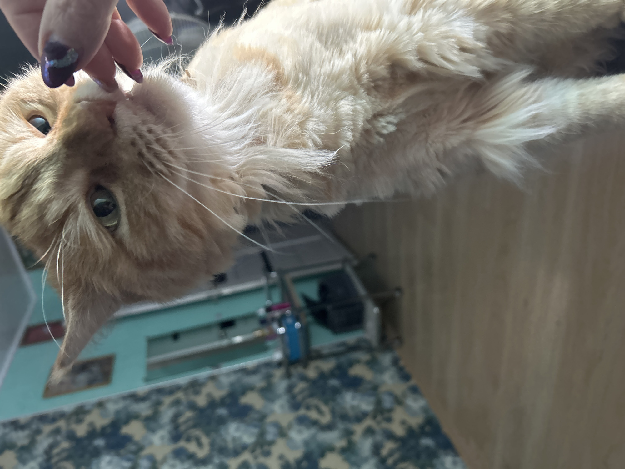 Quiet afternoon with orange cat in Russian home