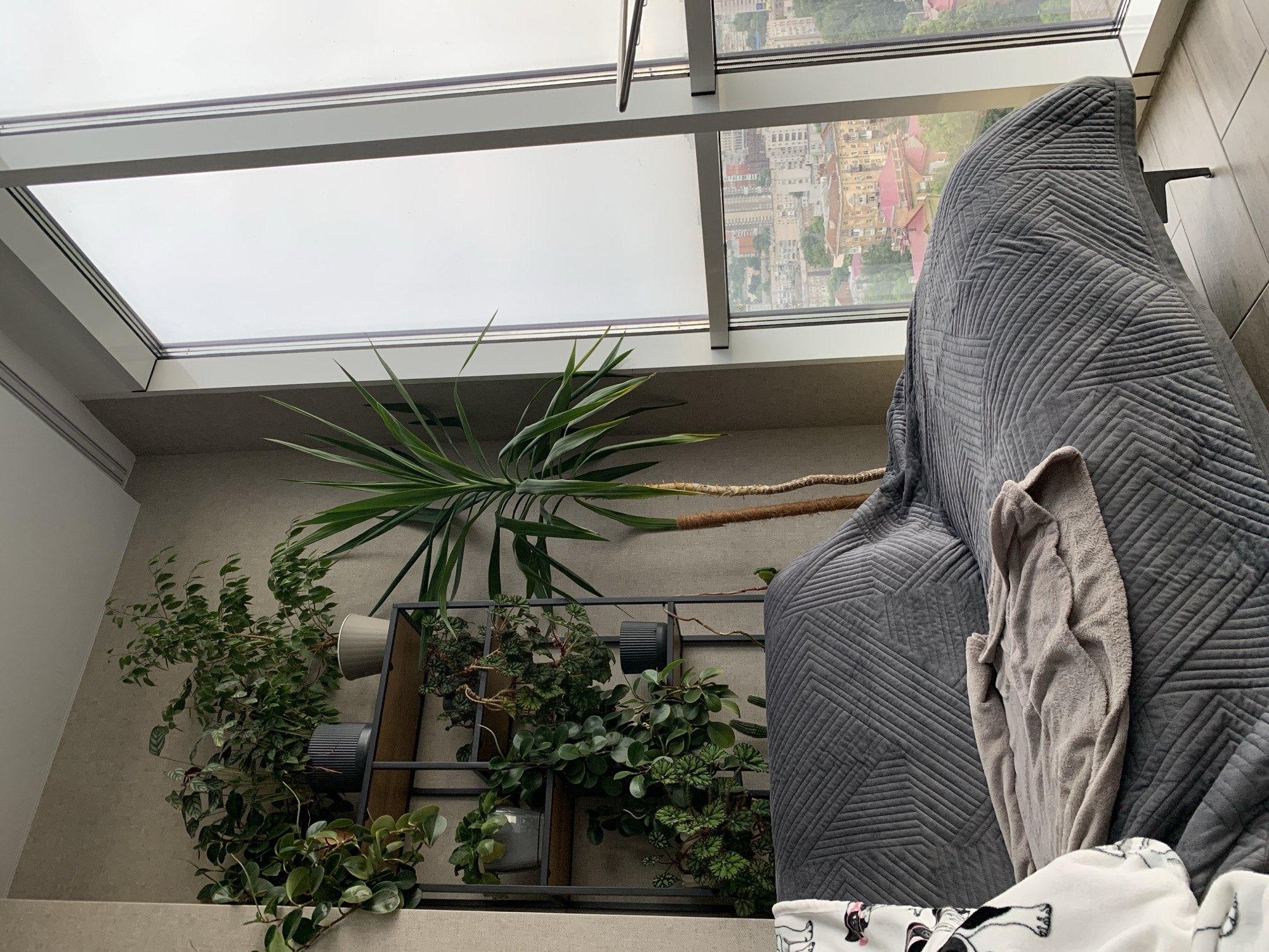 City views, indoor plants, and a Sphynx cat on a cloudy day