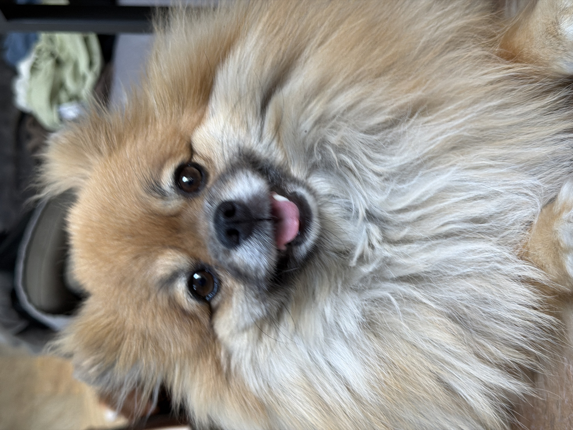 Quiet evening with beloved small dog captured in Cuautla