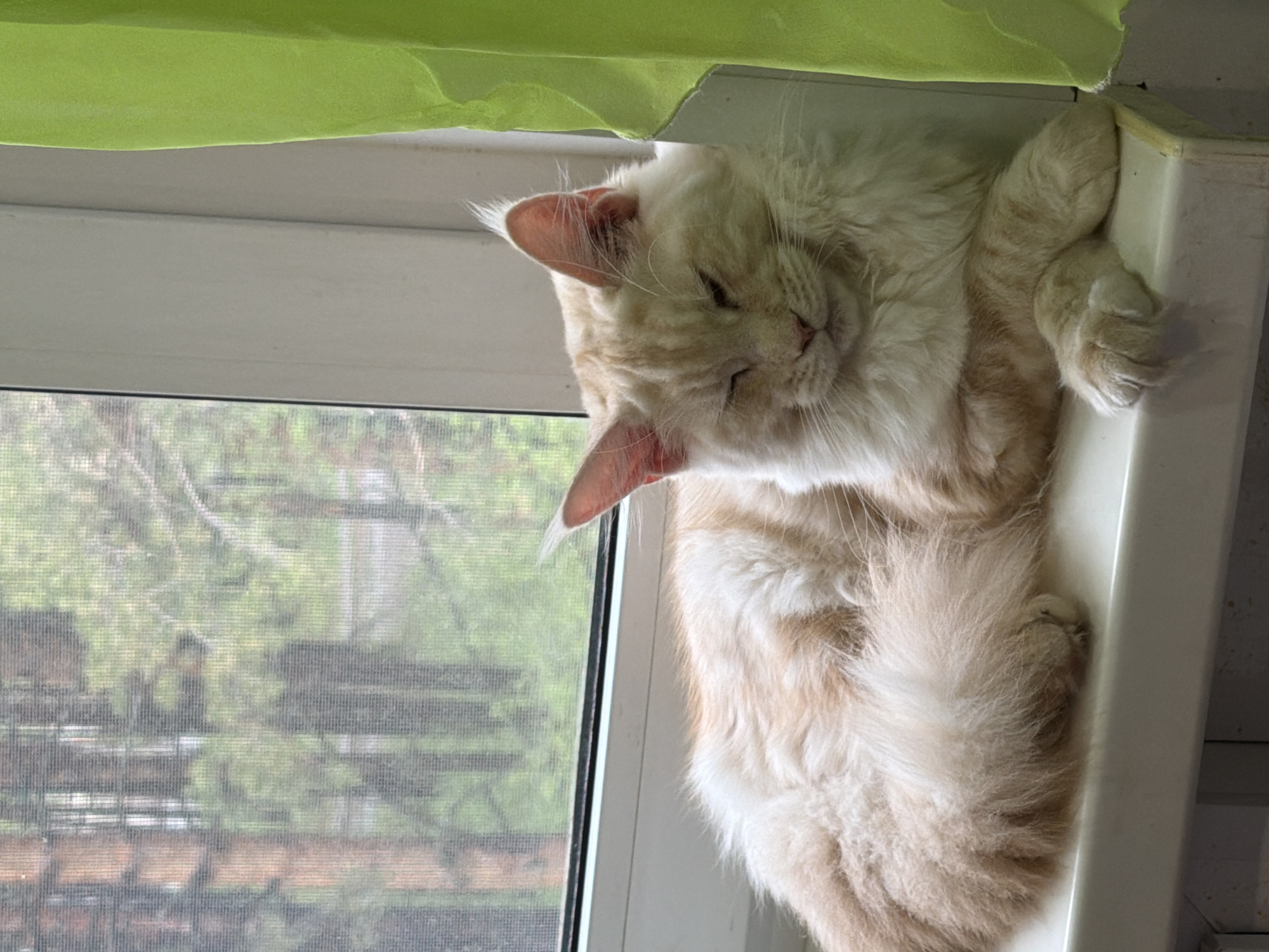 Everyday moments captured in Chaikovsky: cats, candy, forest walks