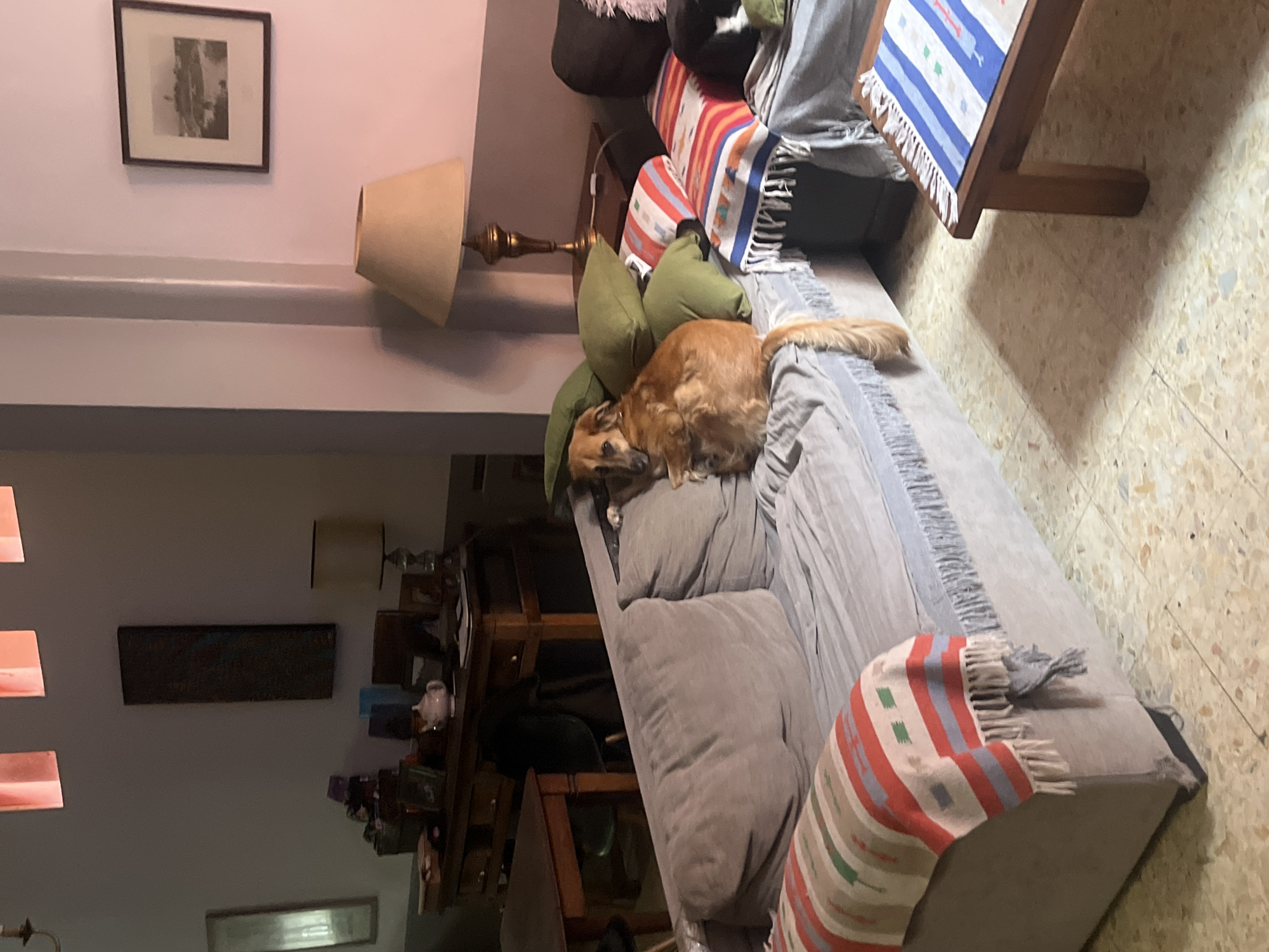 Dog rests peacefully on couch in Avellaneda home