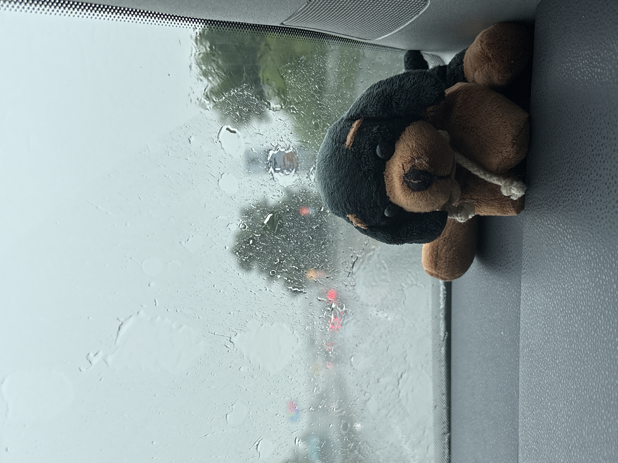 Rainy day drive with stuffed animal companion in Burgas