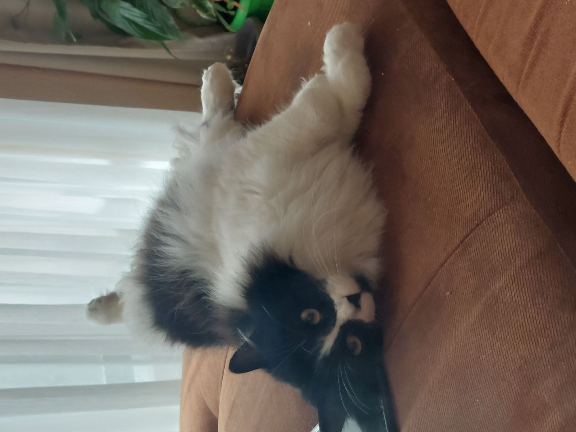 Cat lounges upside down on couch in Plovdiv home