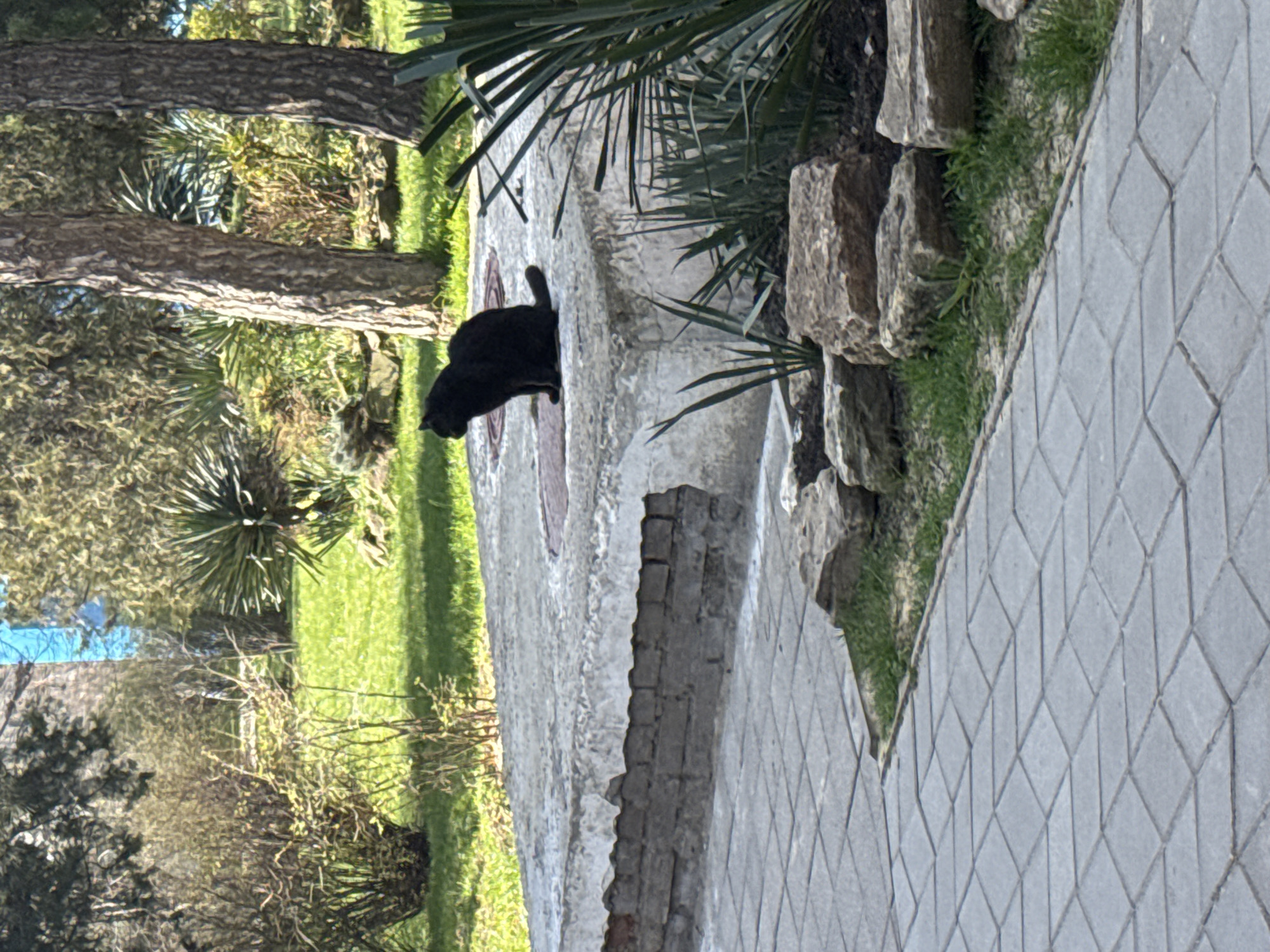 Morning park scenes with selfies and sculptures in Anapa