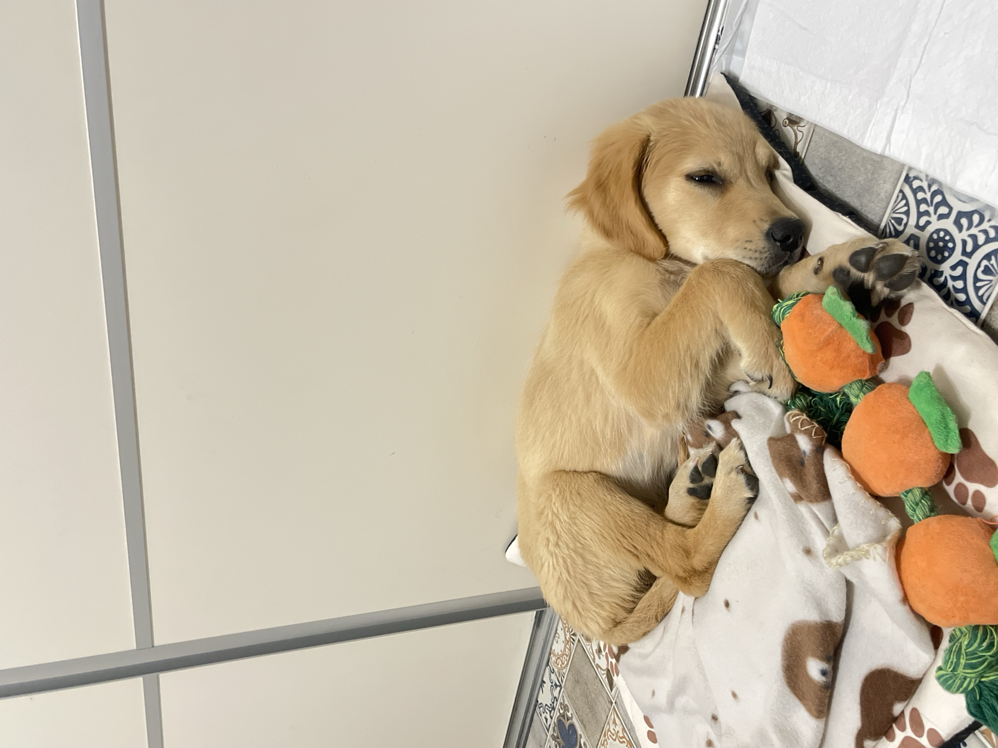 Golden retriever puppy sleeps with plush toys in Bulgaria