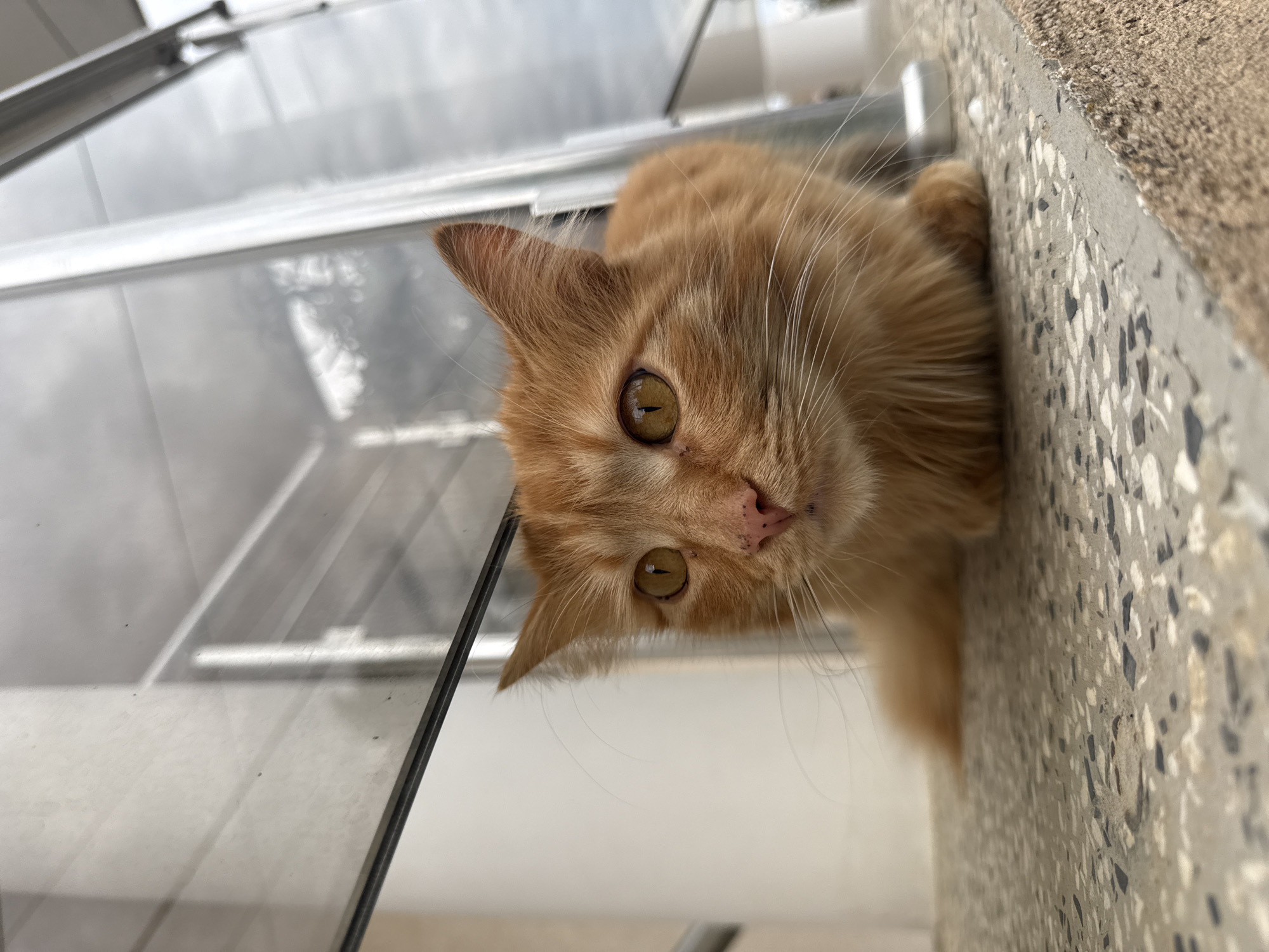 Orange tabby cat photographed lounging on concrete ledge in Bulgaria