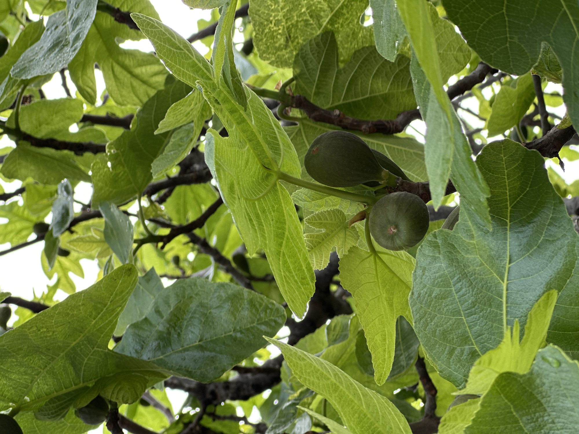 Spring vegetation observed in Šušanj Montenegro morning documentation