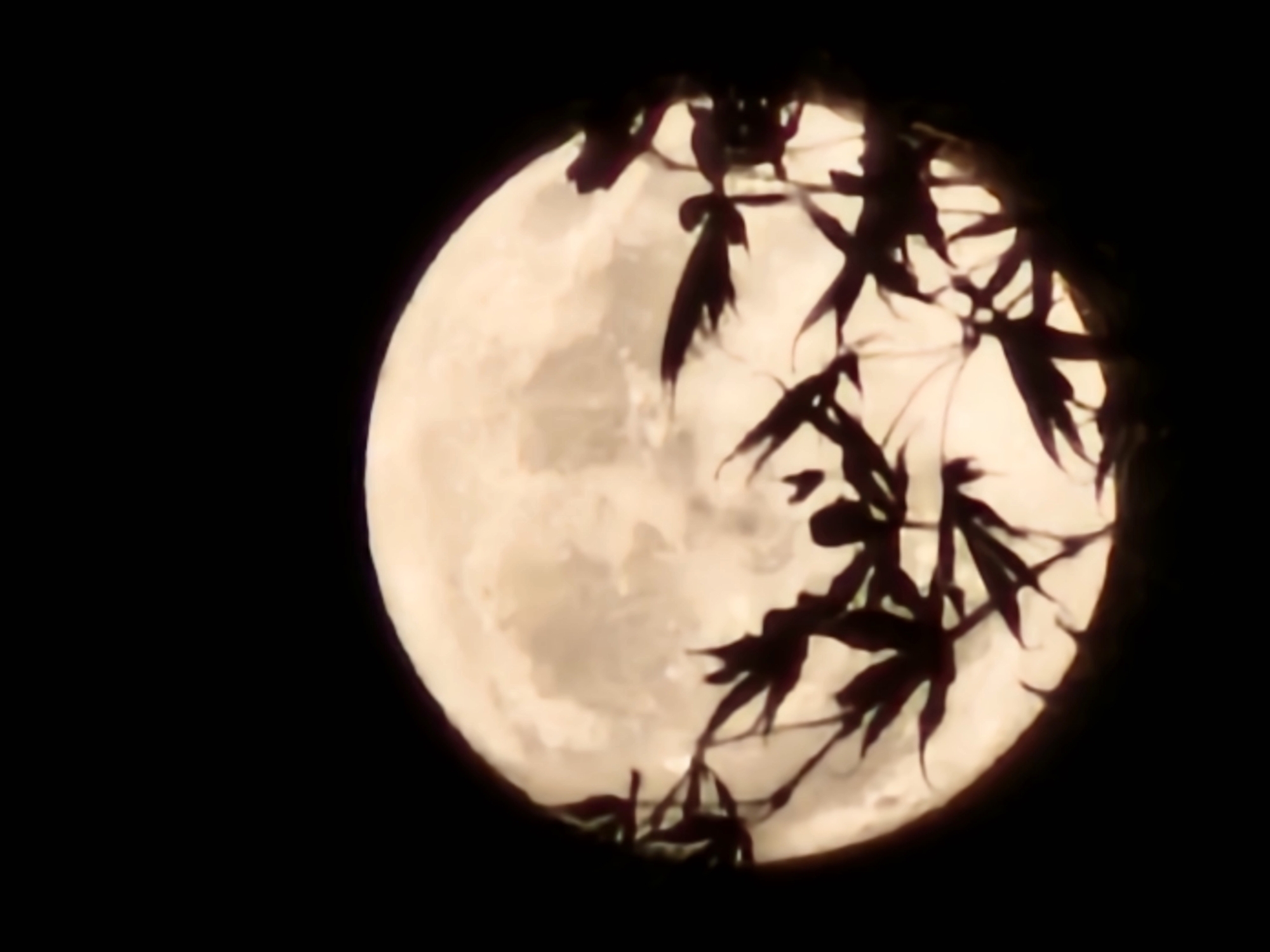 Full moon peeks through silhouetted branches in Luxembourg