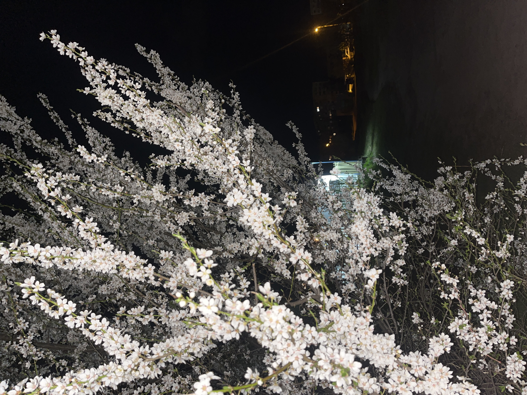 Spring night scenes documented across Sofia's urban landscape