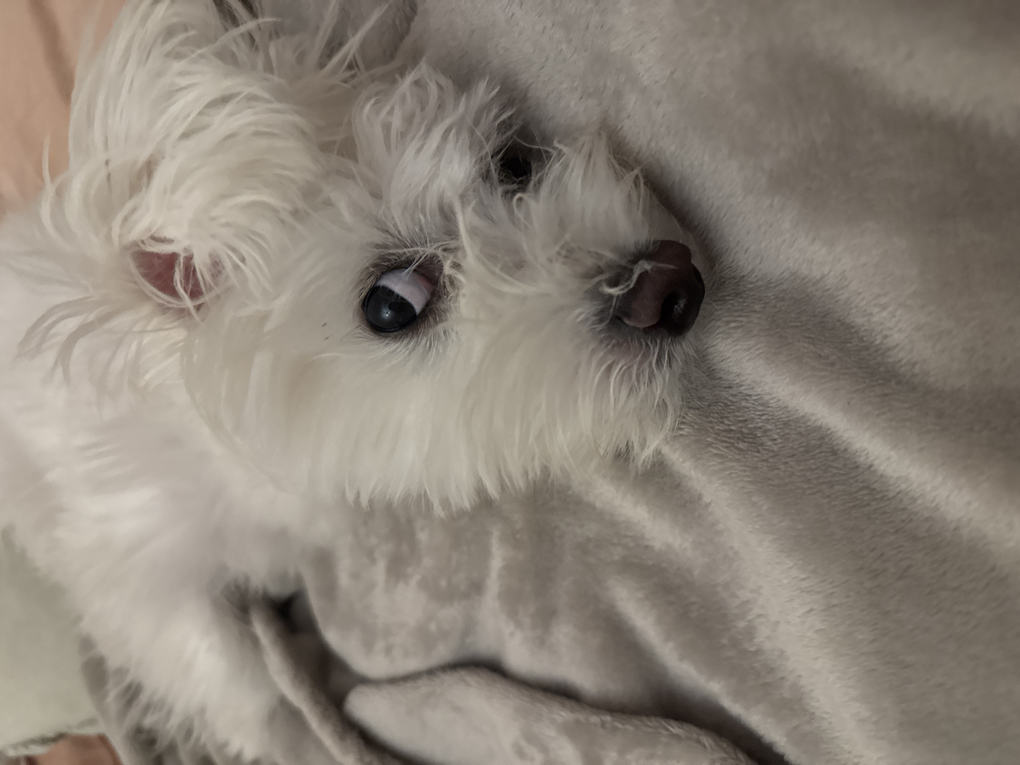 Small white dog photographed at home in Bulgaria