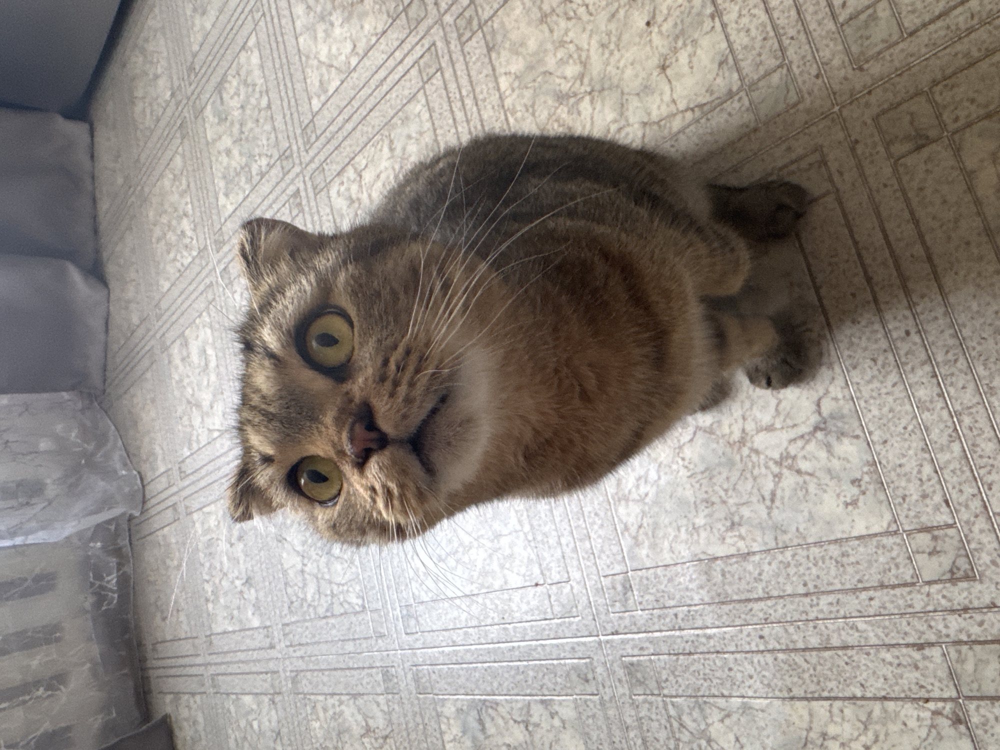 Friday morning life documented in Chaikovsky with pets and salon