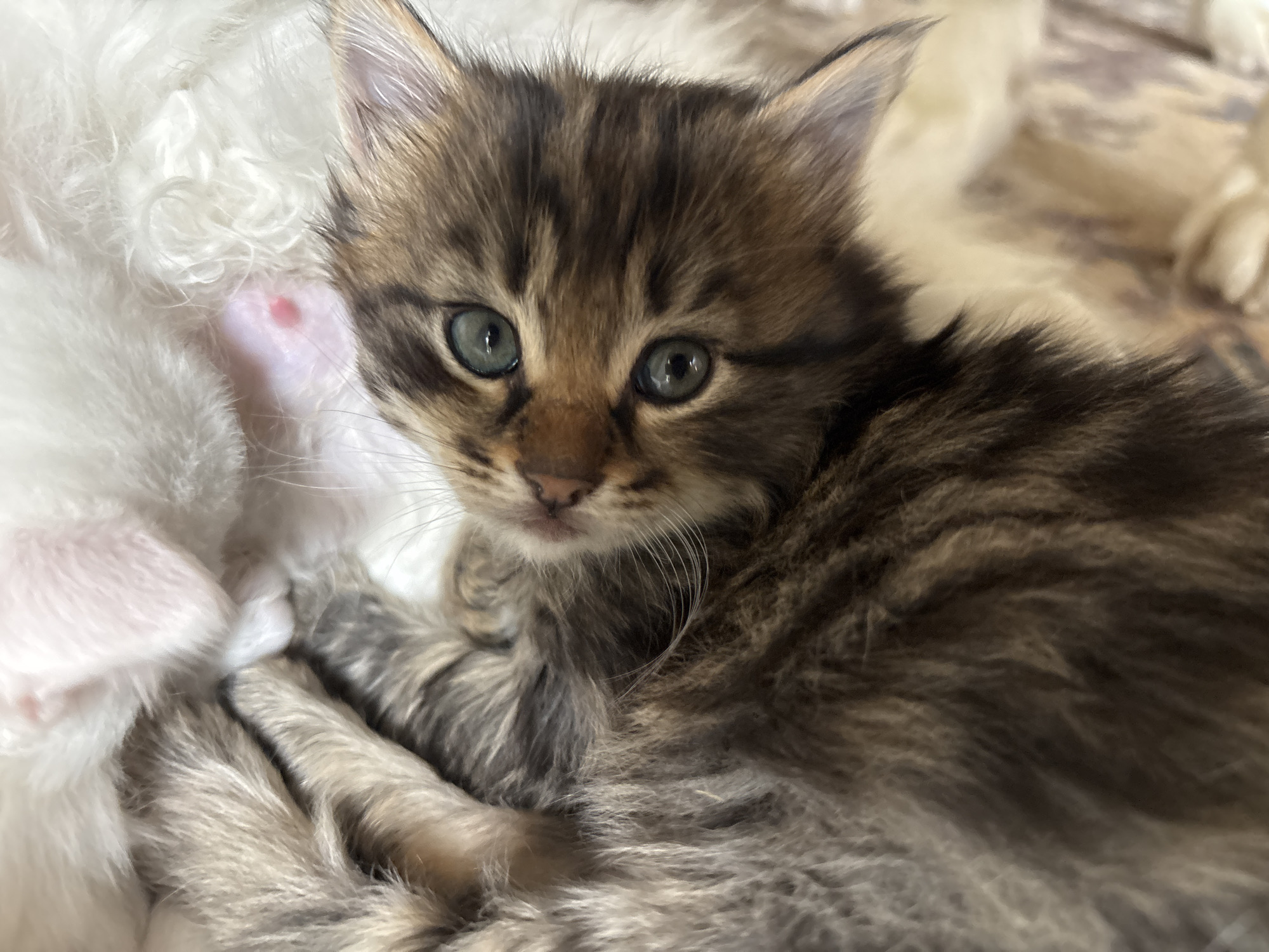 White cat with newborn kittens documented in Asenovgrad, Bulgaria