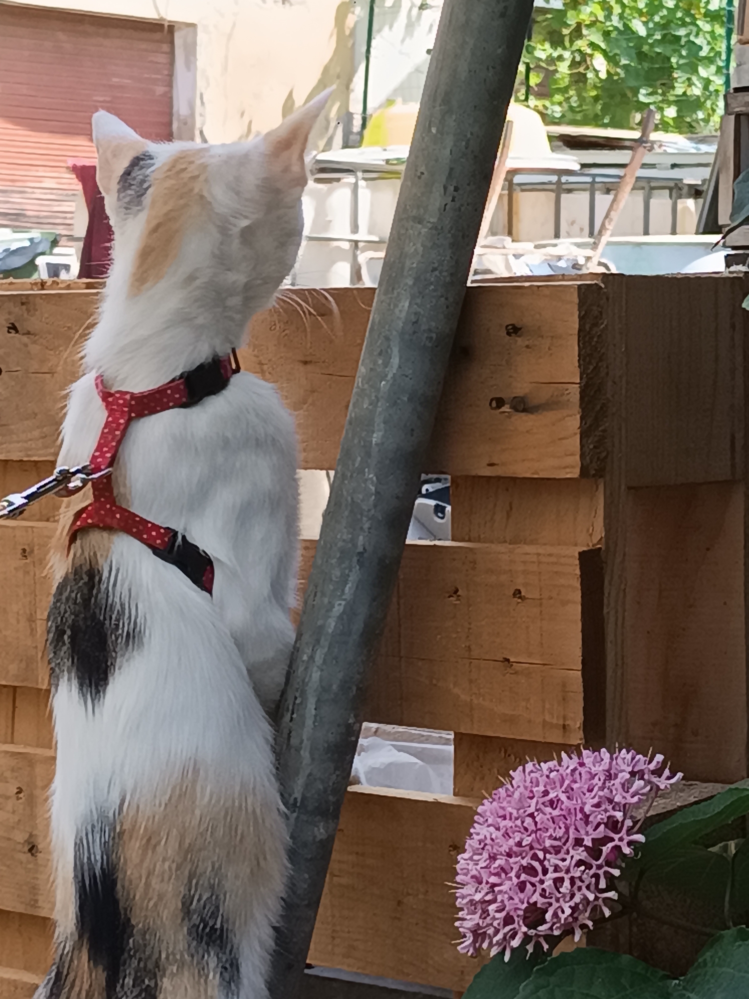 Calico cat on a leash explores a Viadana garden