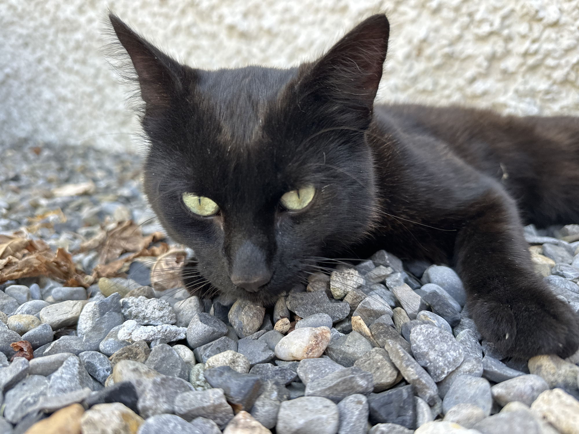 Two cats chilling on gravel in Moortown, Ireland