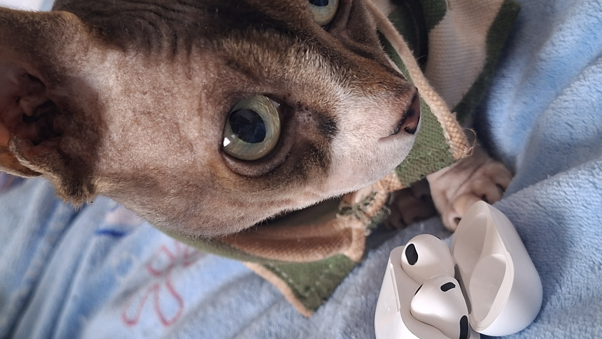 Sphynx cat, sunglasses, and watermelon on a lazy morning