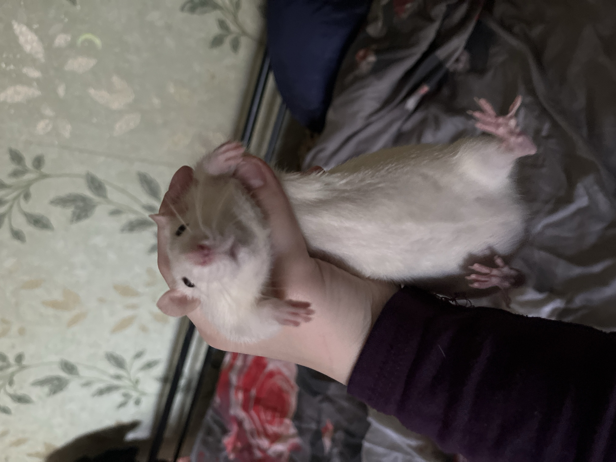 White rat and tea set styled under moody purple lighting