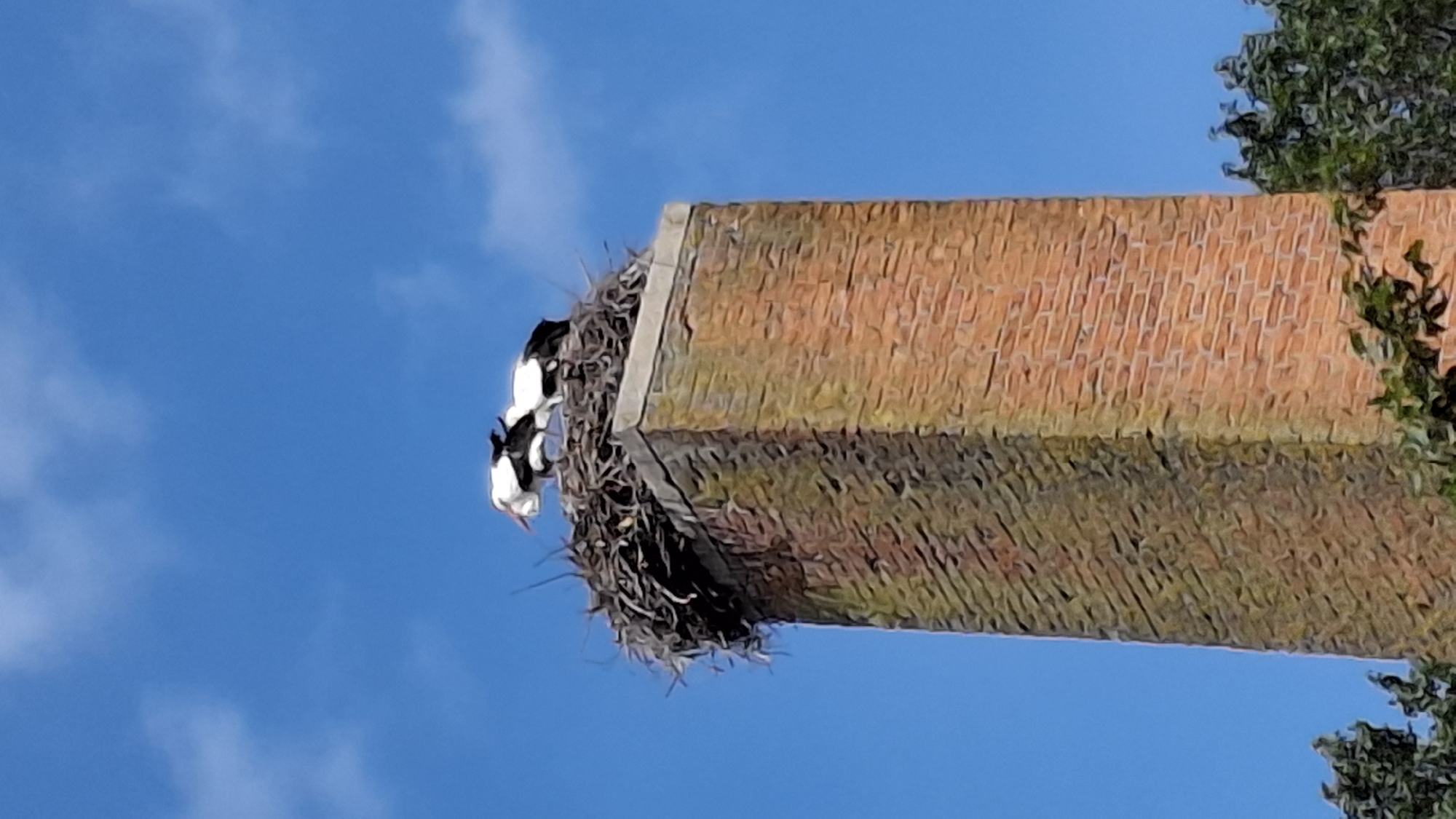 Canals, storks, and city streets in Amsterdam