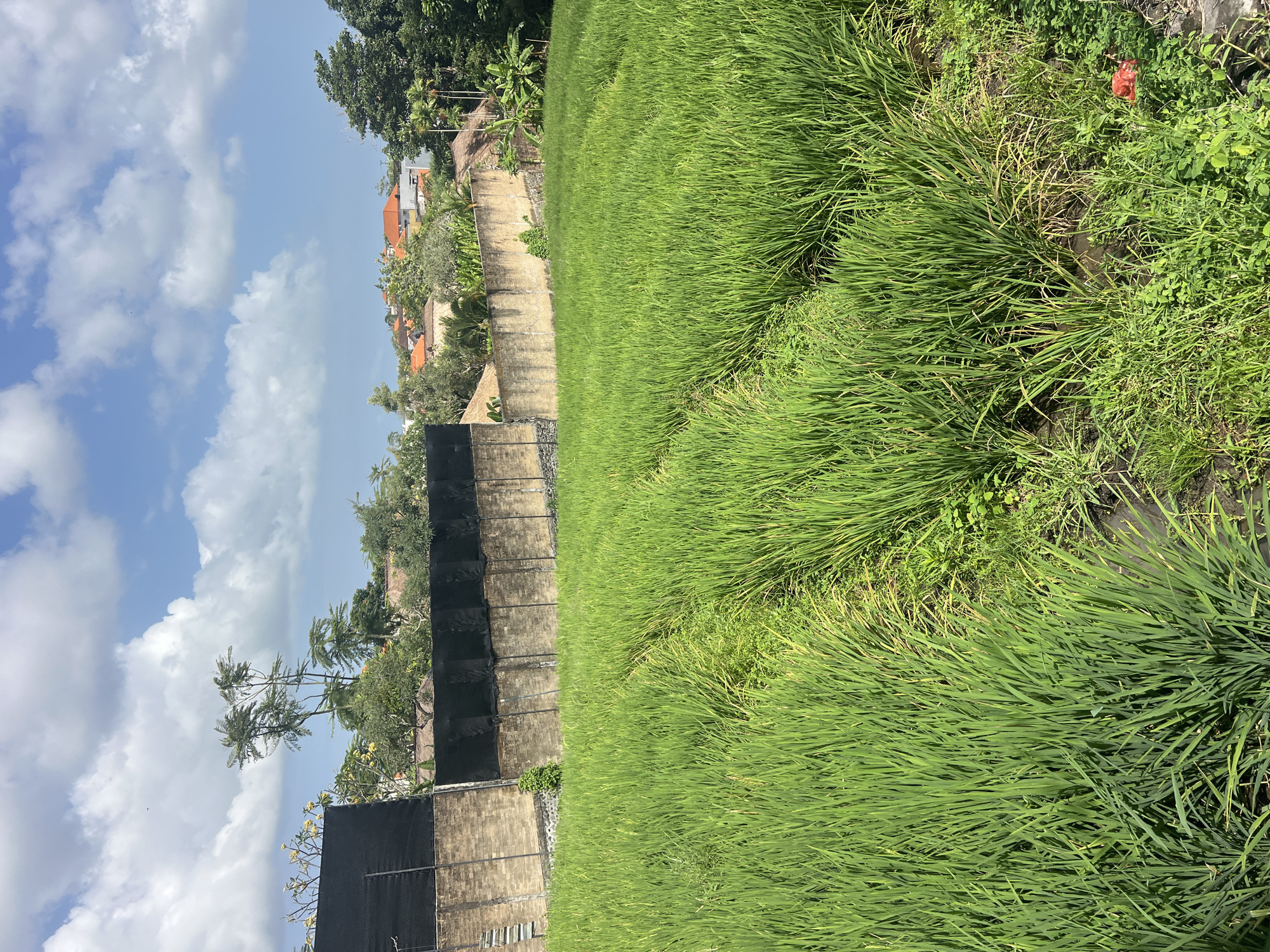 Rice fields, temple gates, and fresh fruit in North Kuta