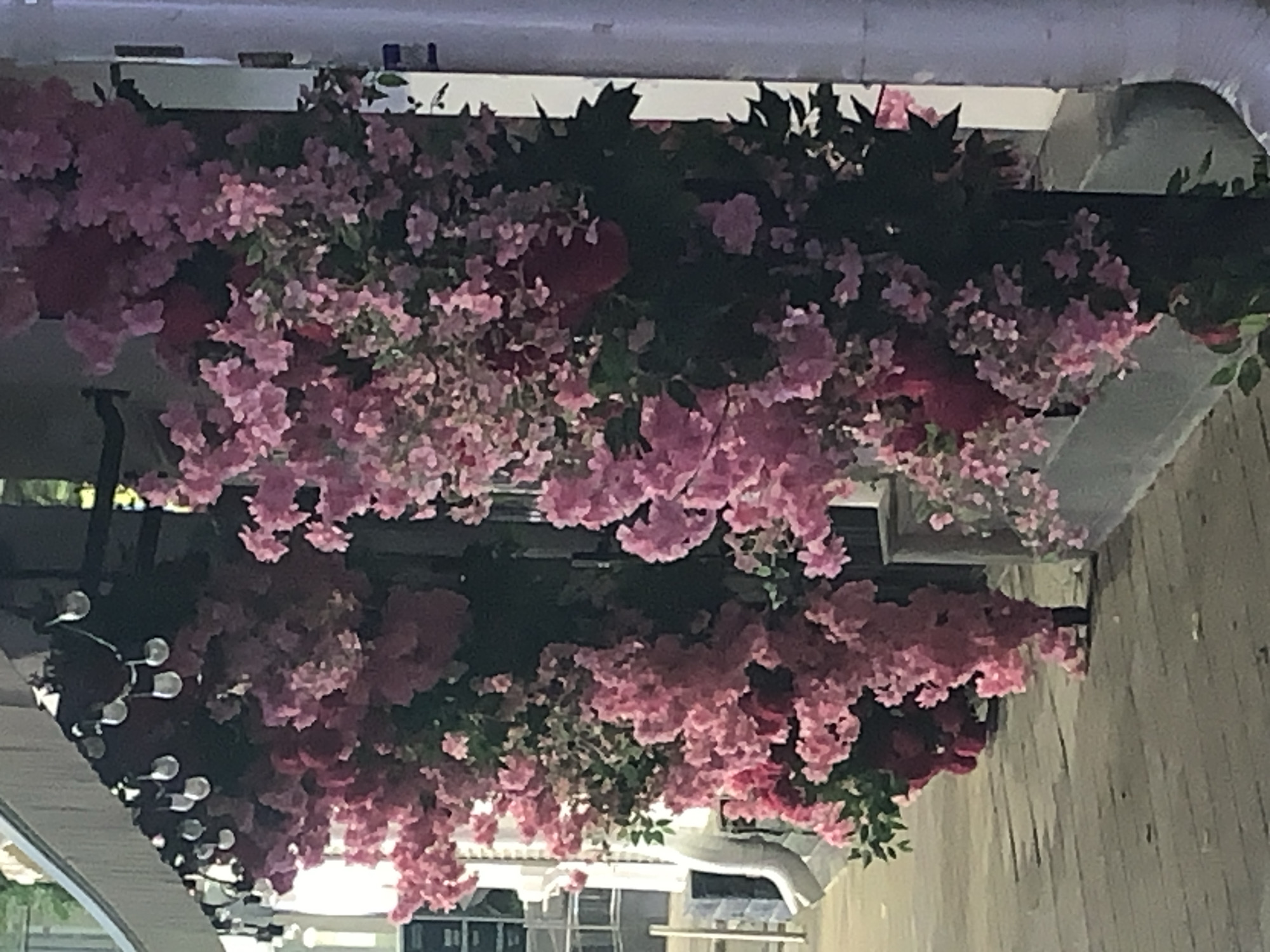 Festive-lit streets, floral displays, and live music on a decorated night out