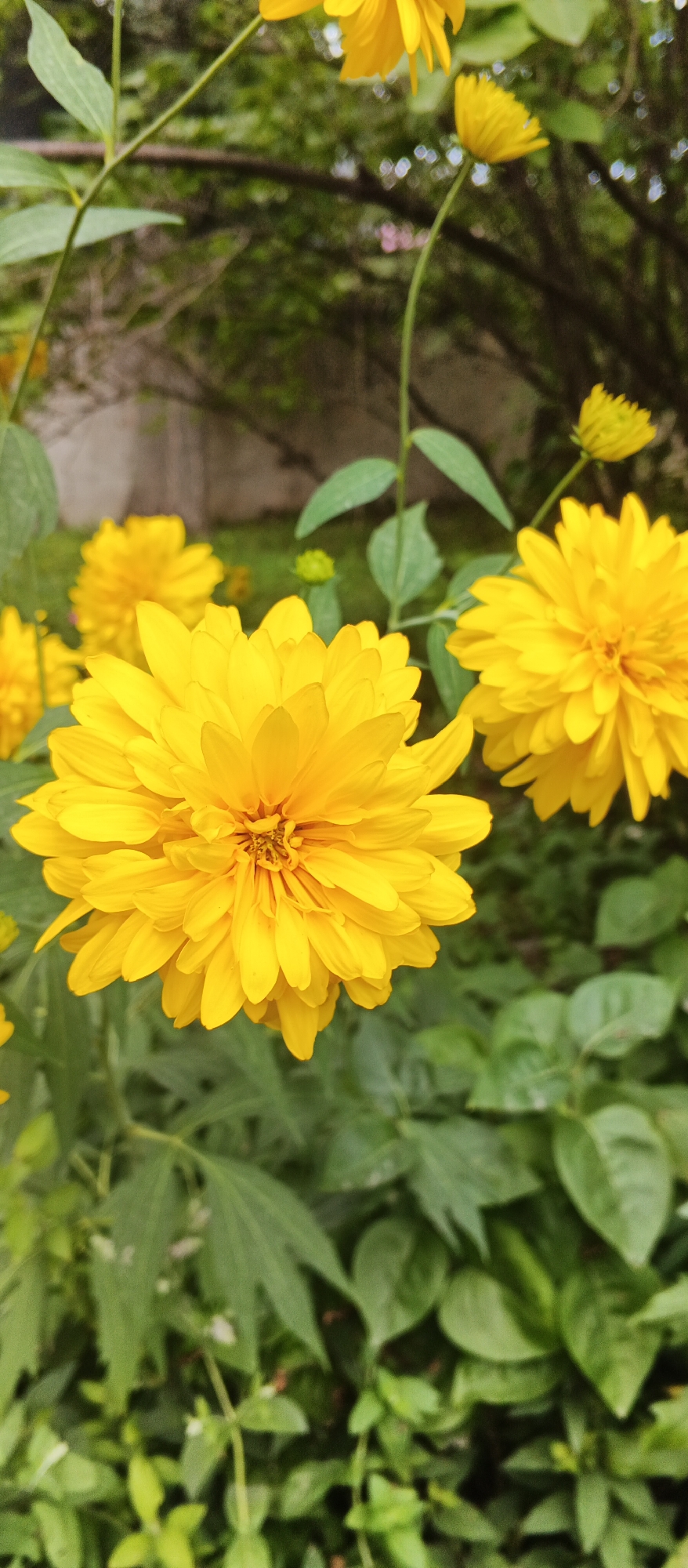 Summer stroll through a leafy Izhevsk neighborhood, flowers and all