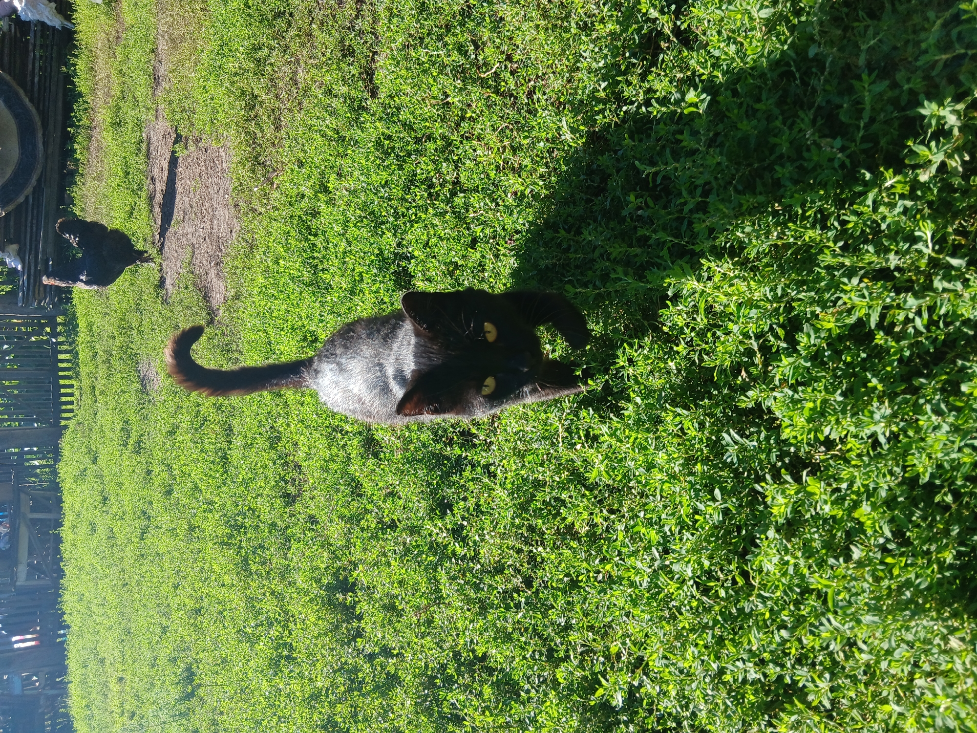Wet black cat roams a sunny backyard, chicken nearby.