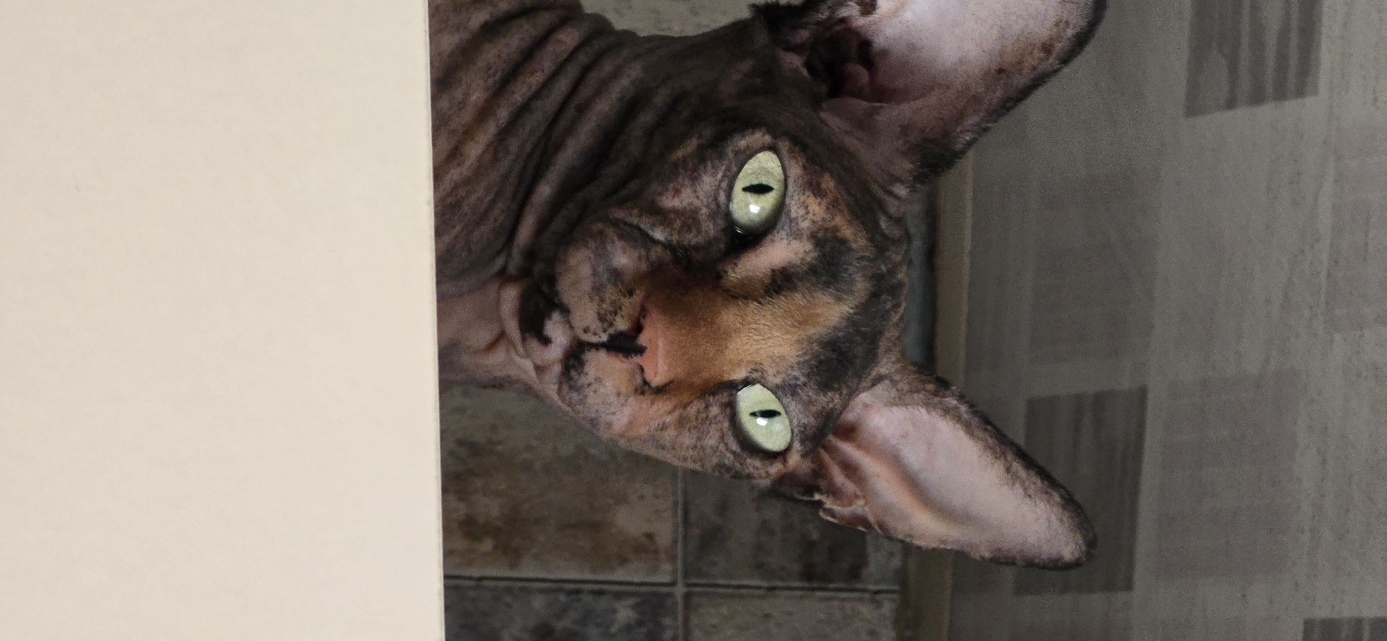 Sphynx cat portrait session in Baku, with snack detours