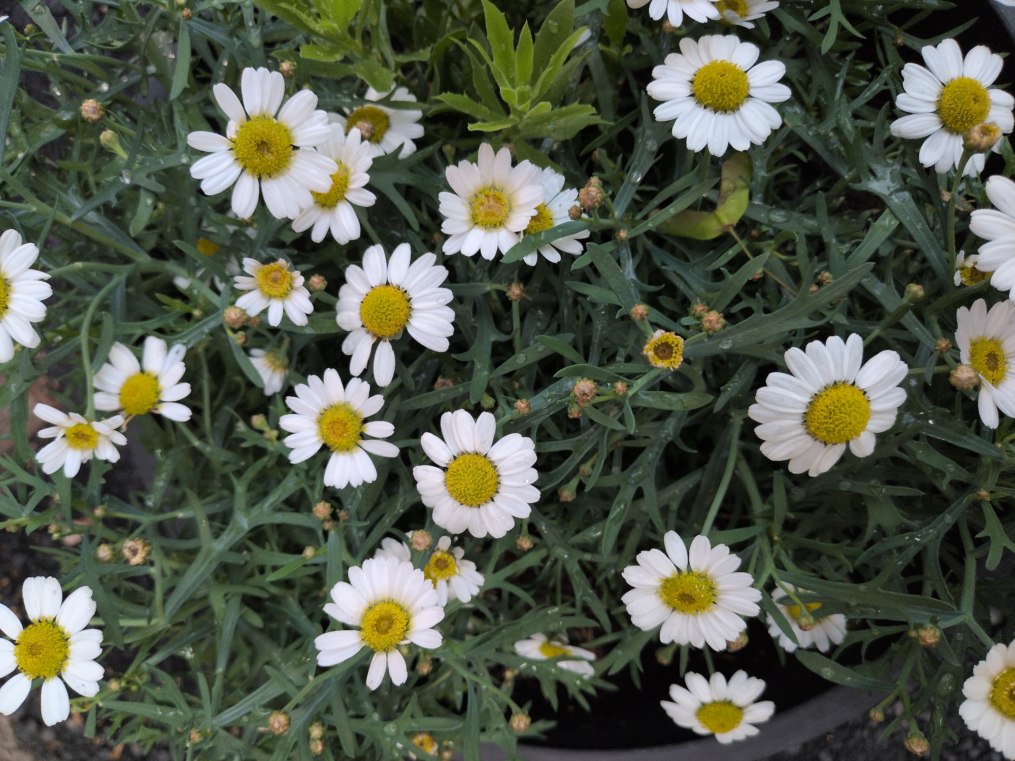 Morning flower photography walk documented in central Helsinki