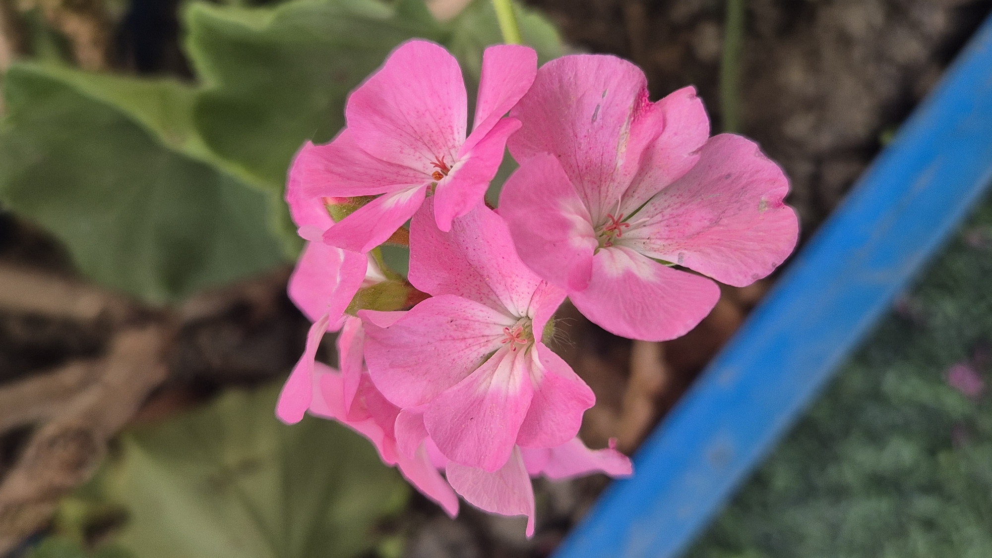 Close-up shots of colorful blooms in an outdoor setting