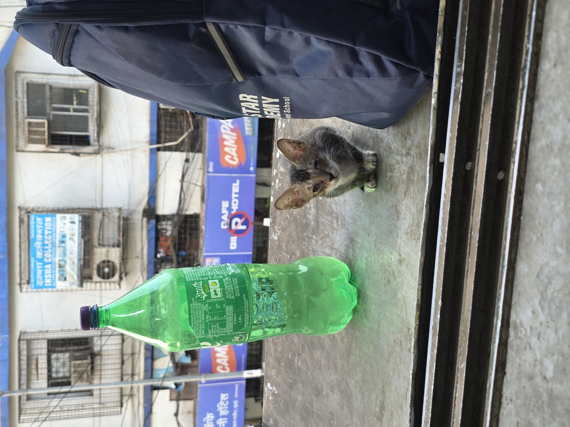 Tabby kitten spotted on Mumbai street from elevated view