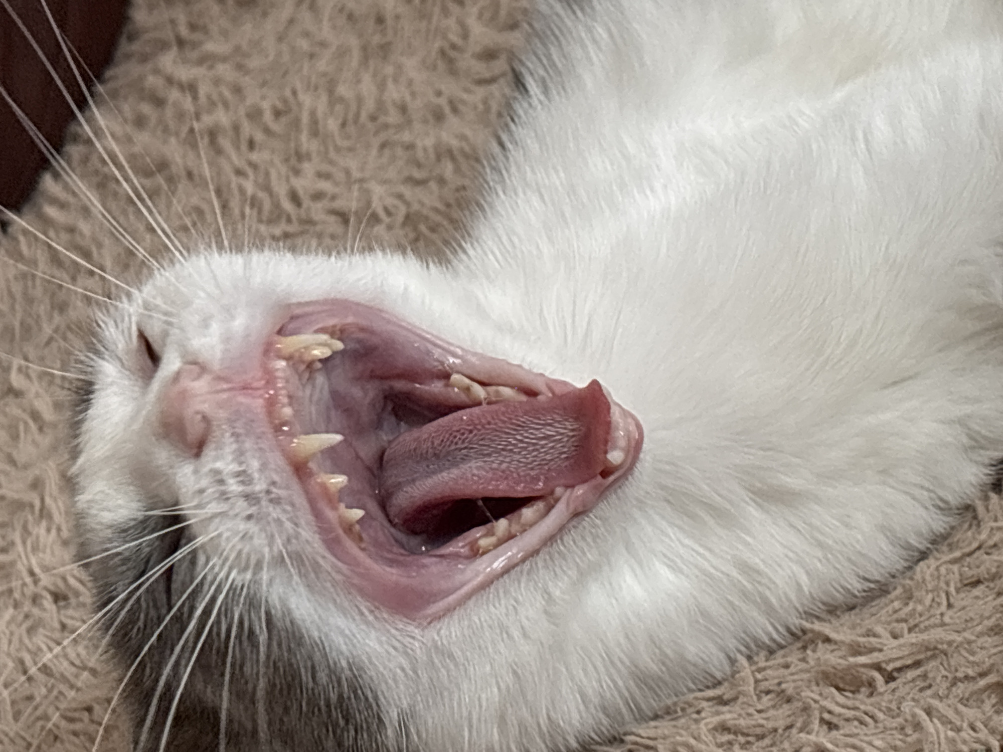 Scottish Fold cat photographed up close in Vladivostok
