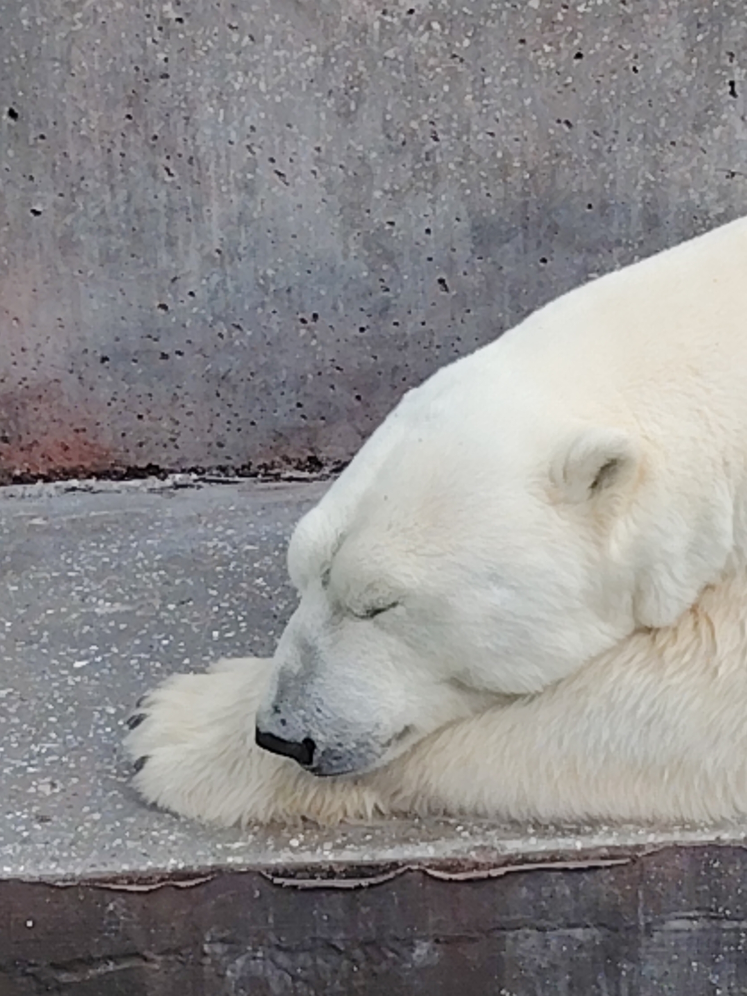 Polar bears swim and lounge at Novosibirsk Zoo