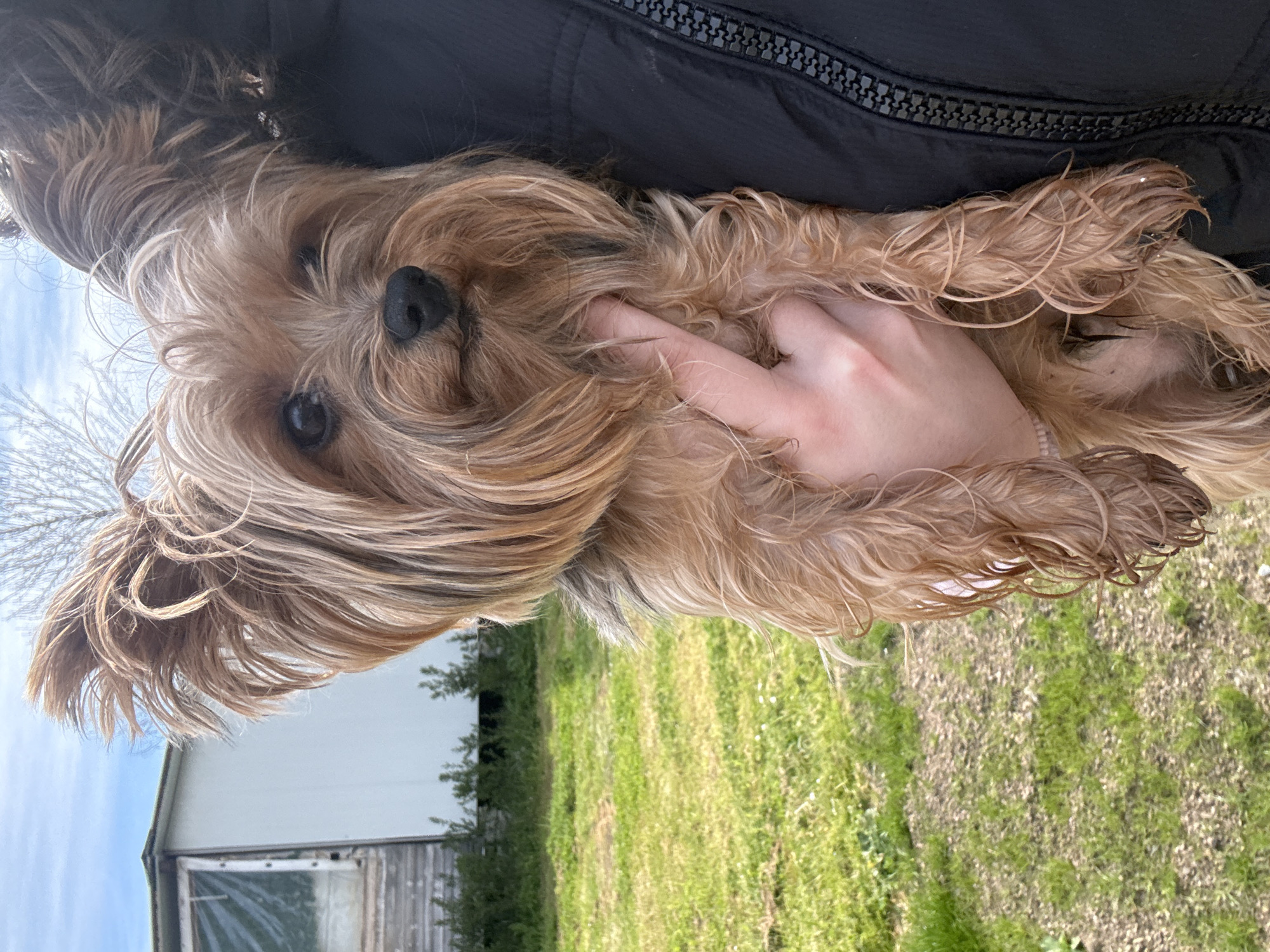 Fluffy terrier held in casual moment in Lozenets, Bulgaria