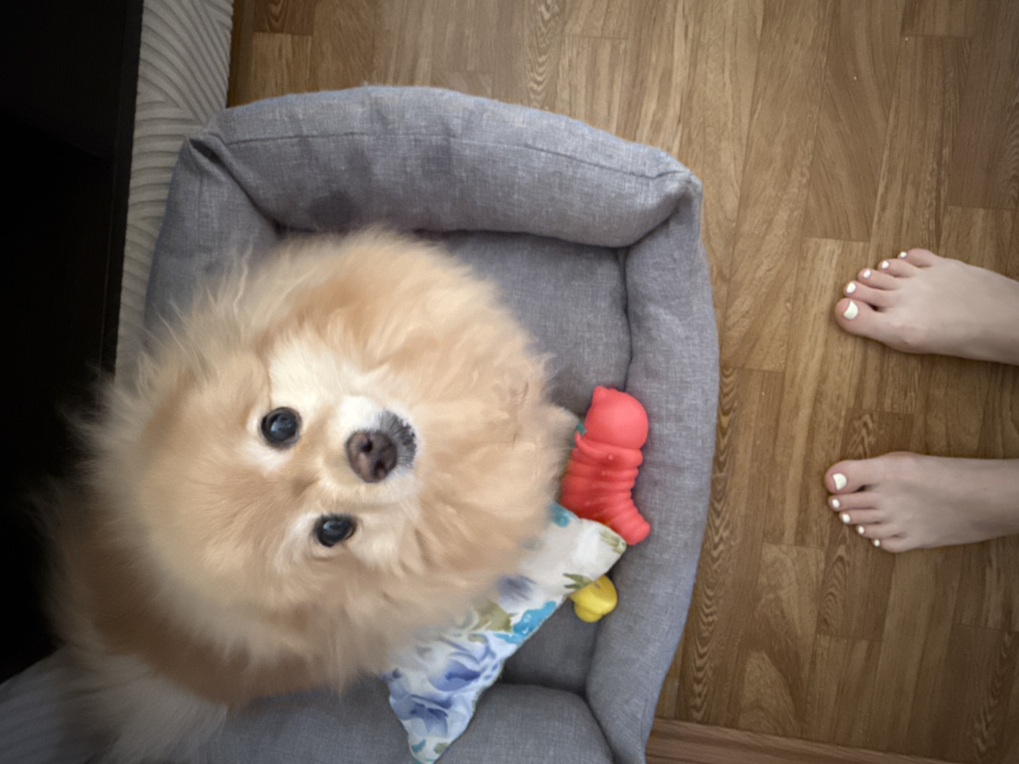 Afternoon at home: toys, food, pets, and everyday objects
