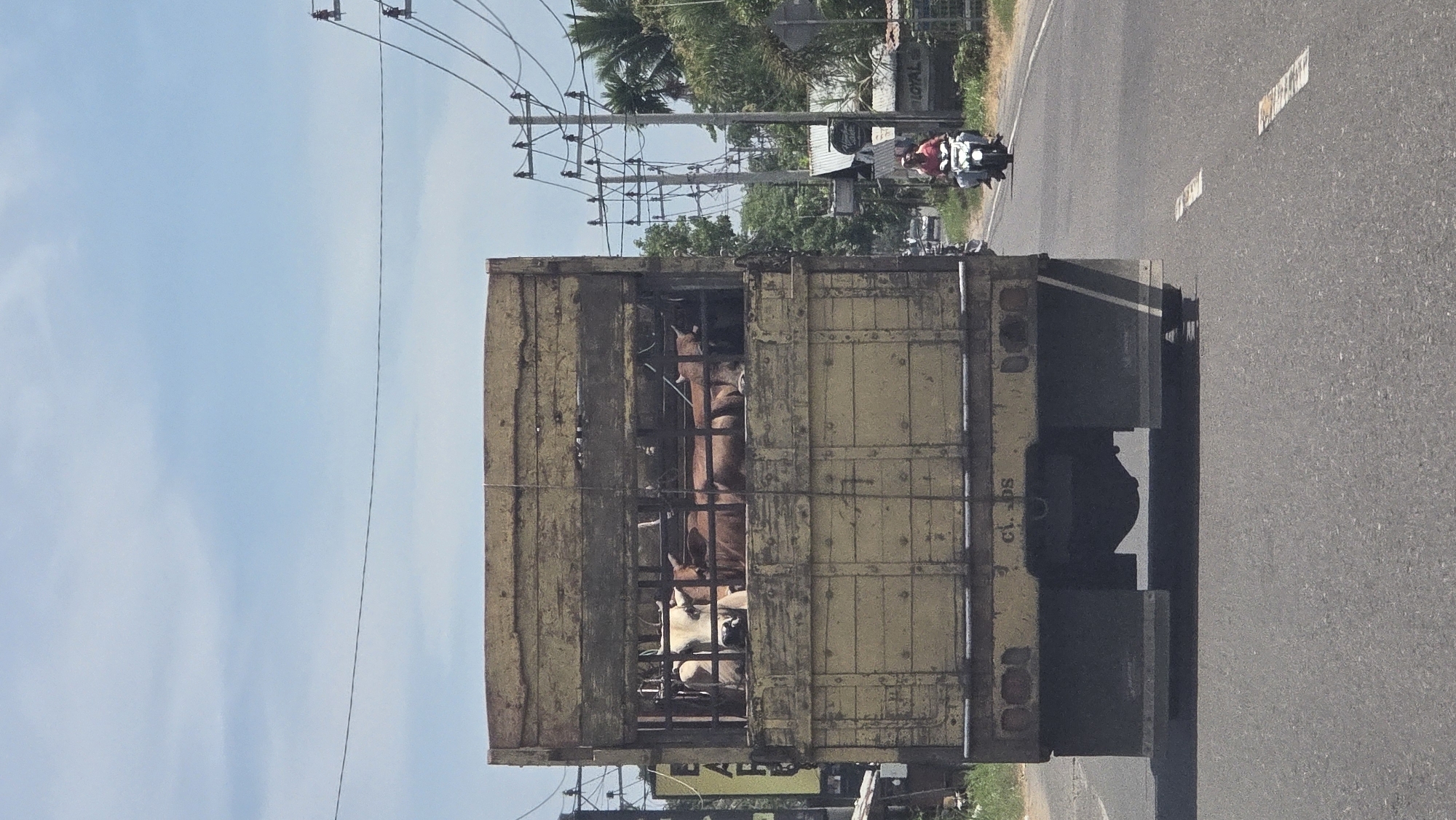 Livestock transport truck spotted carrying cows in Payameuneng, Indonesia