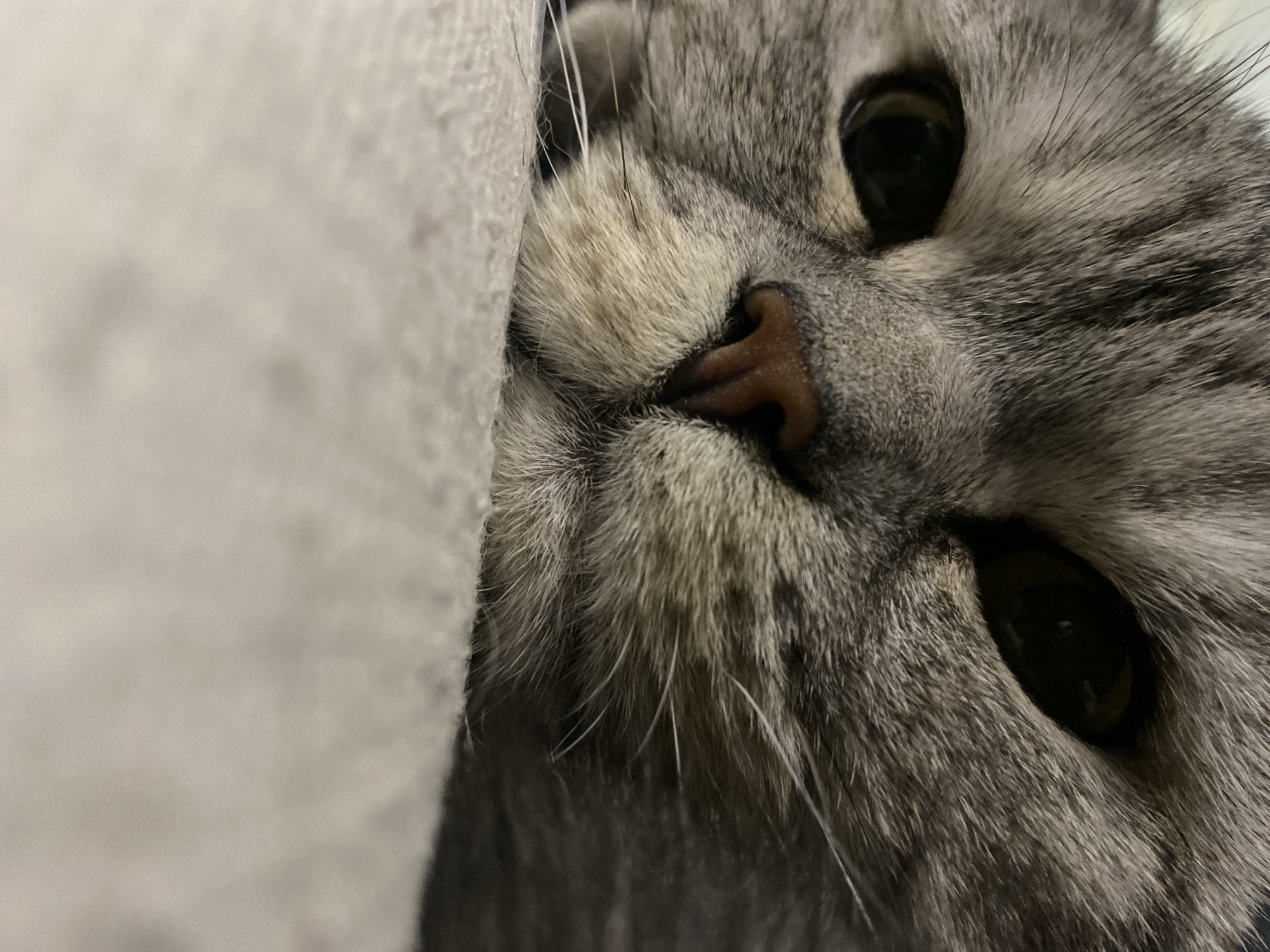 Quiet evening moments with pet cat captured in Chaikovsky