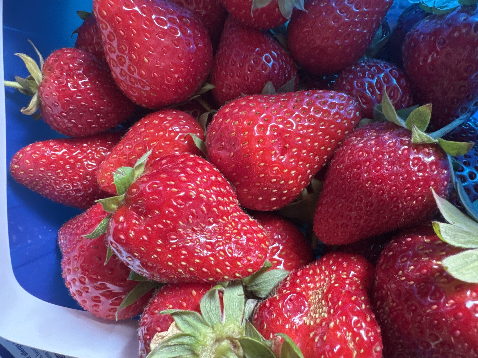 Fresh strawberries in a blue punnet, London summer
